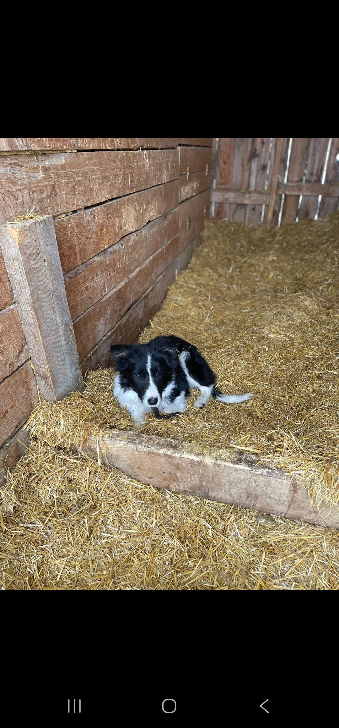 Photo of Border collie dog