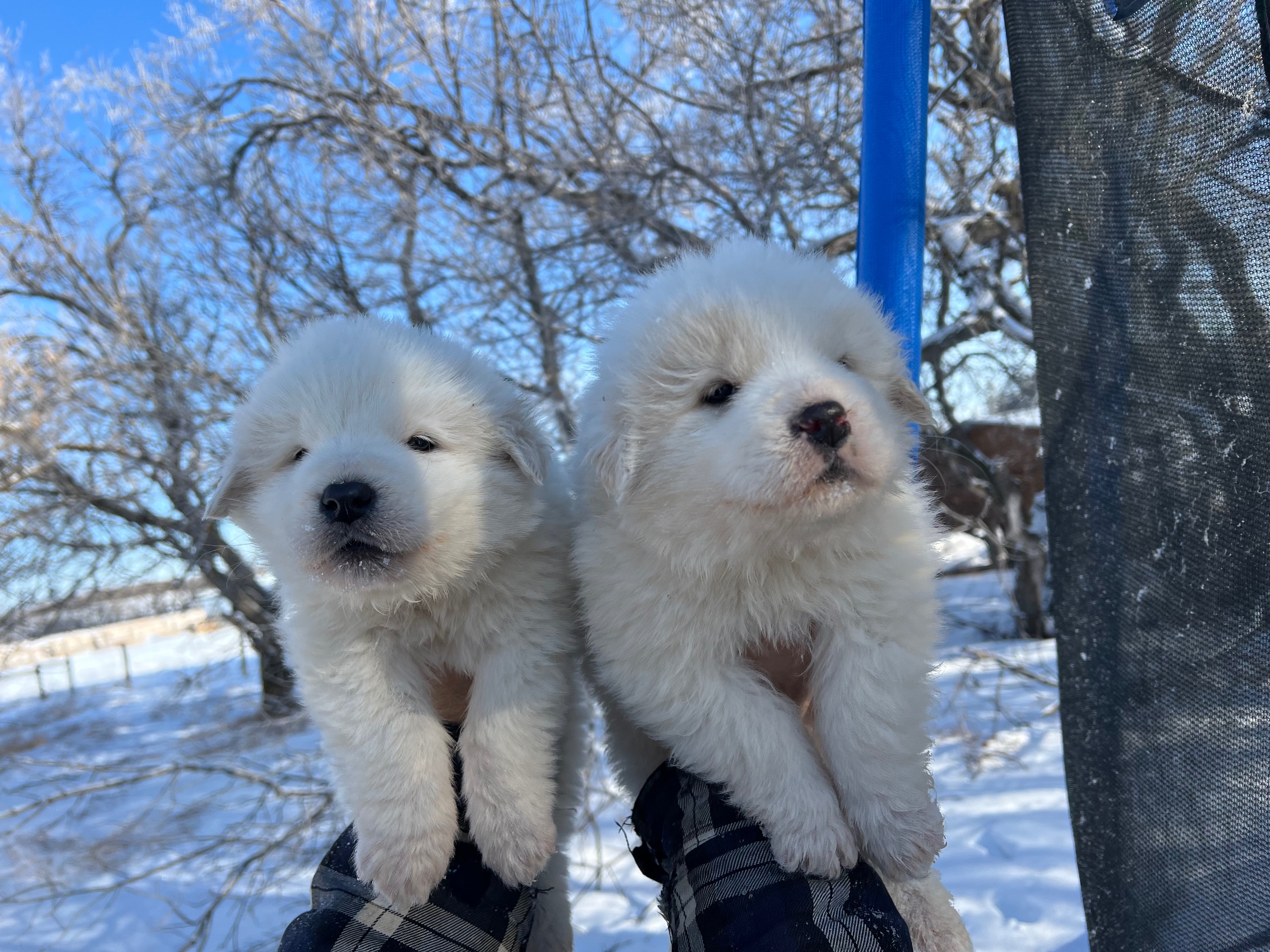 Photo of Great Pyrenees/ Malamute cross