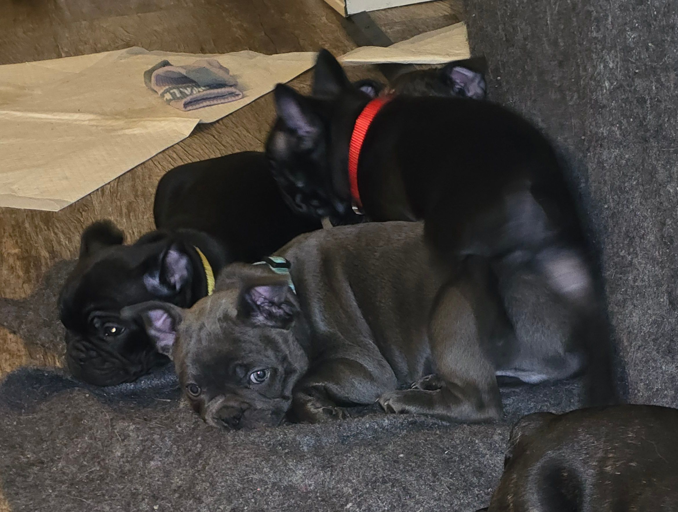 Photo of Frenchie pups 