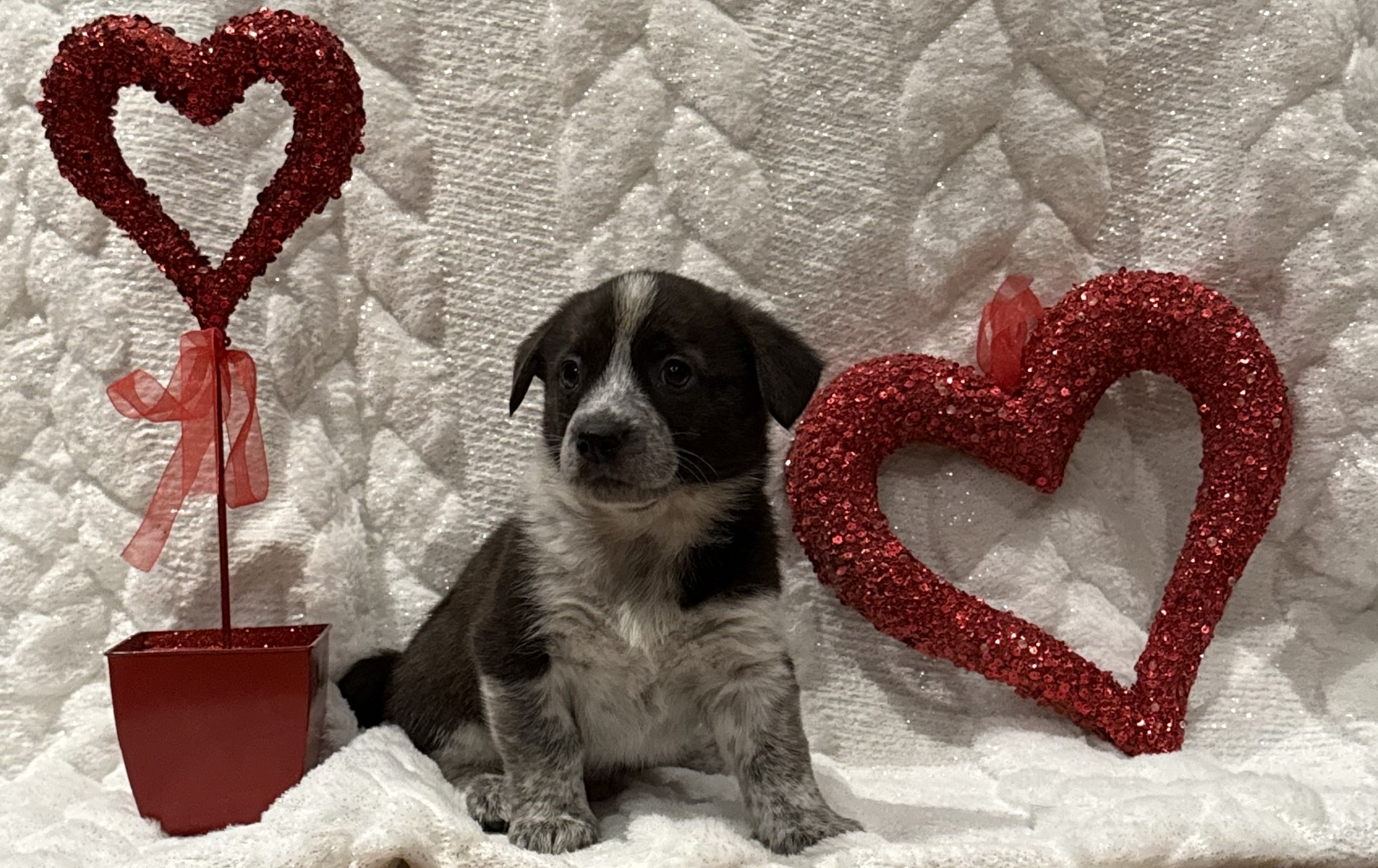 Photo of 🐶 Cowboy Corgi Puppies – Ready for Their Furever Homes! 🐶
