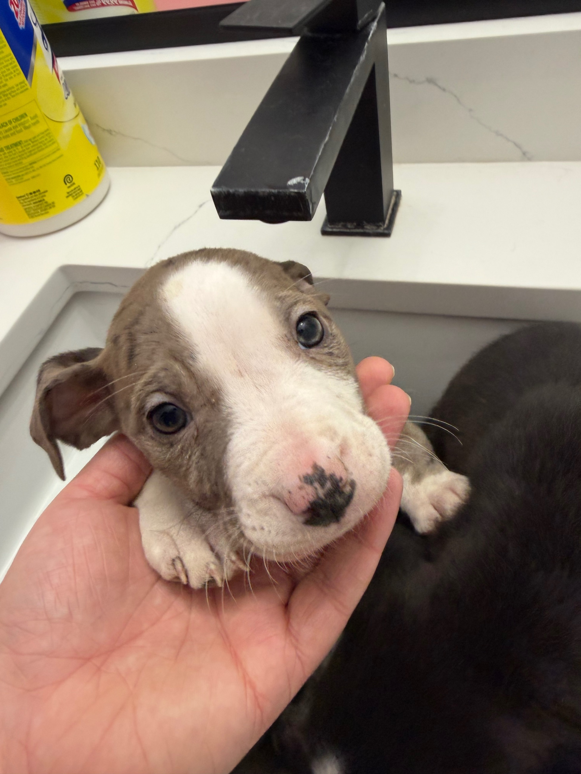 Photo of Pitbull X Masstiff Puppies 