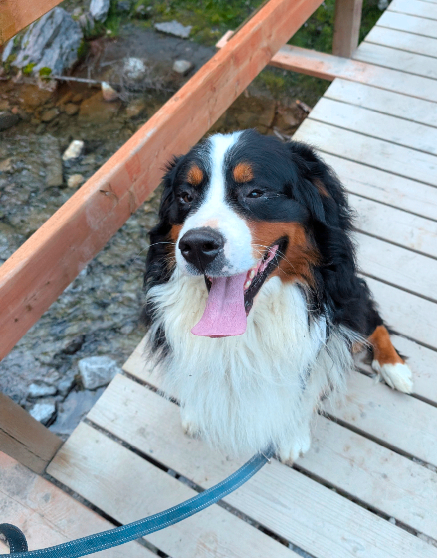 Photo of Bermese mountain dog 