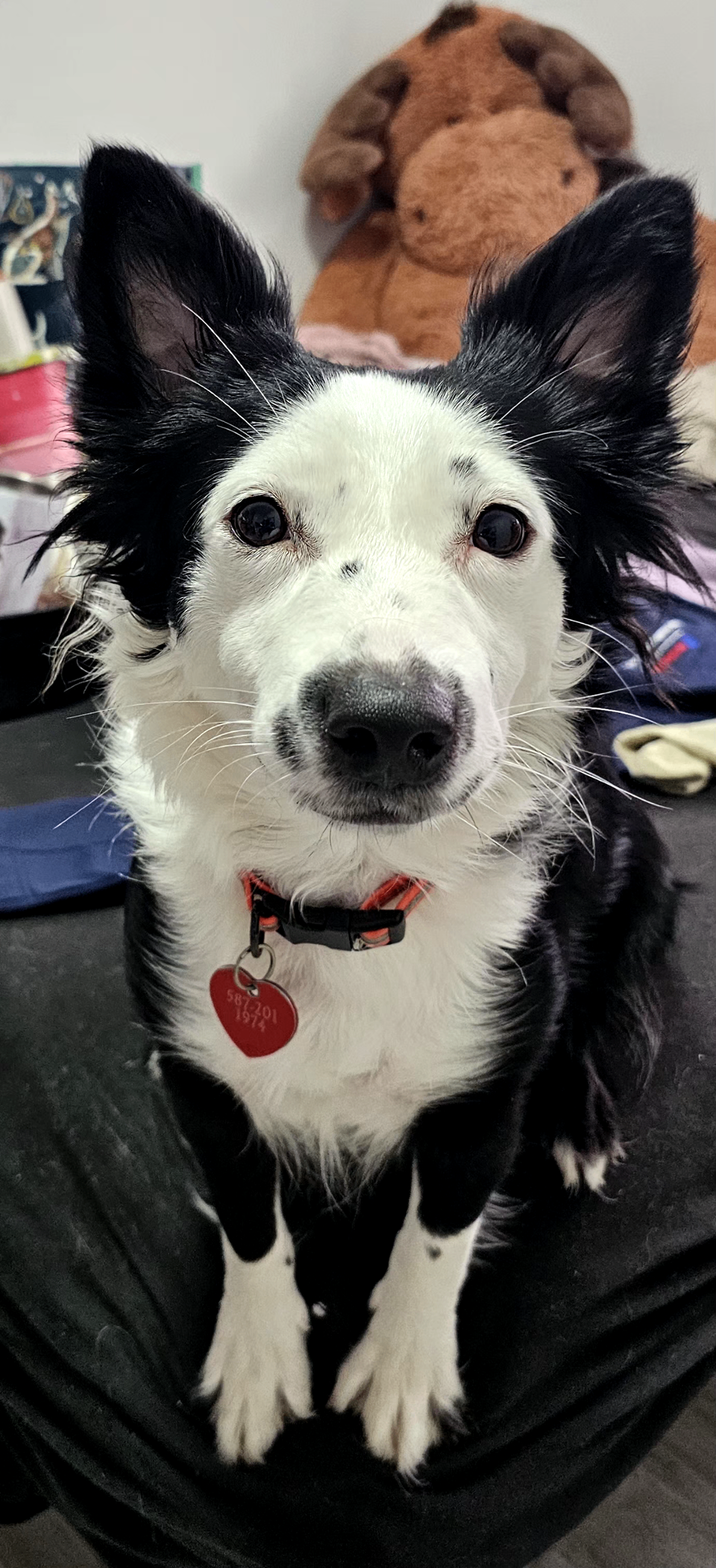 Photo of Border Collie/ Chihuahua Cross