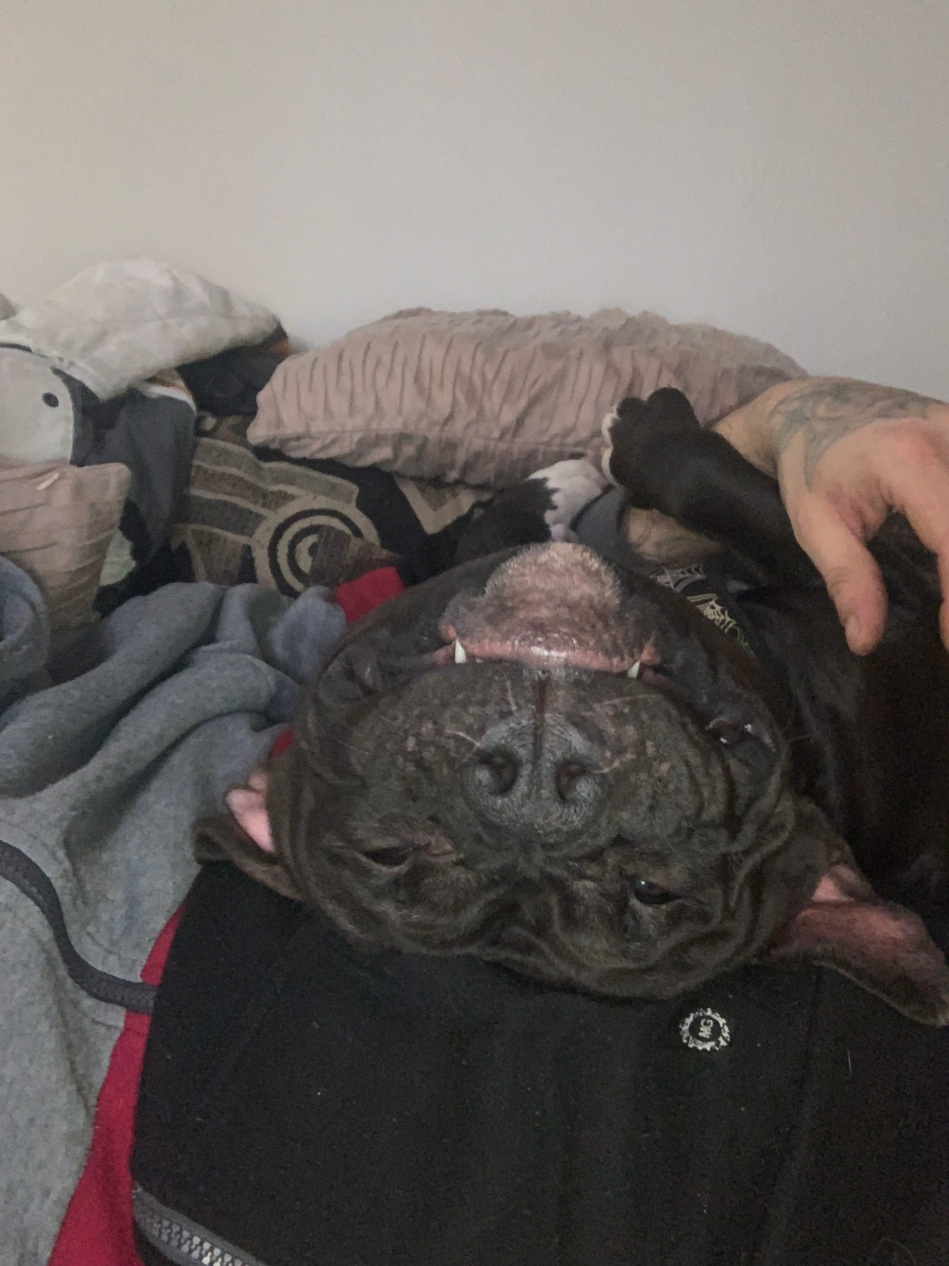 Photo of Male pocket pitbull 