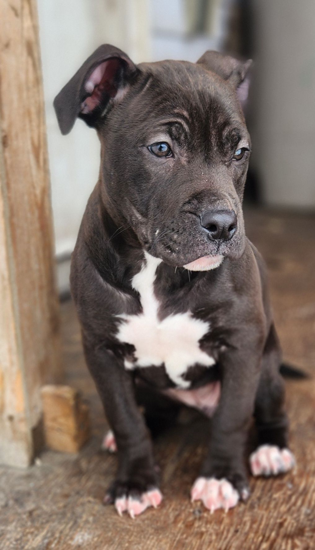 Photo of 8 week old American bully X