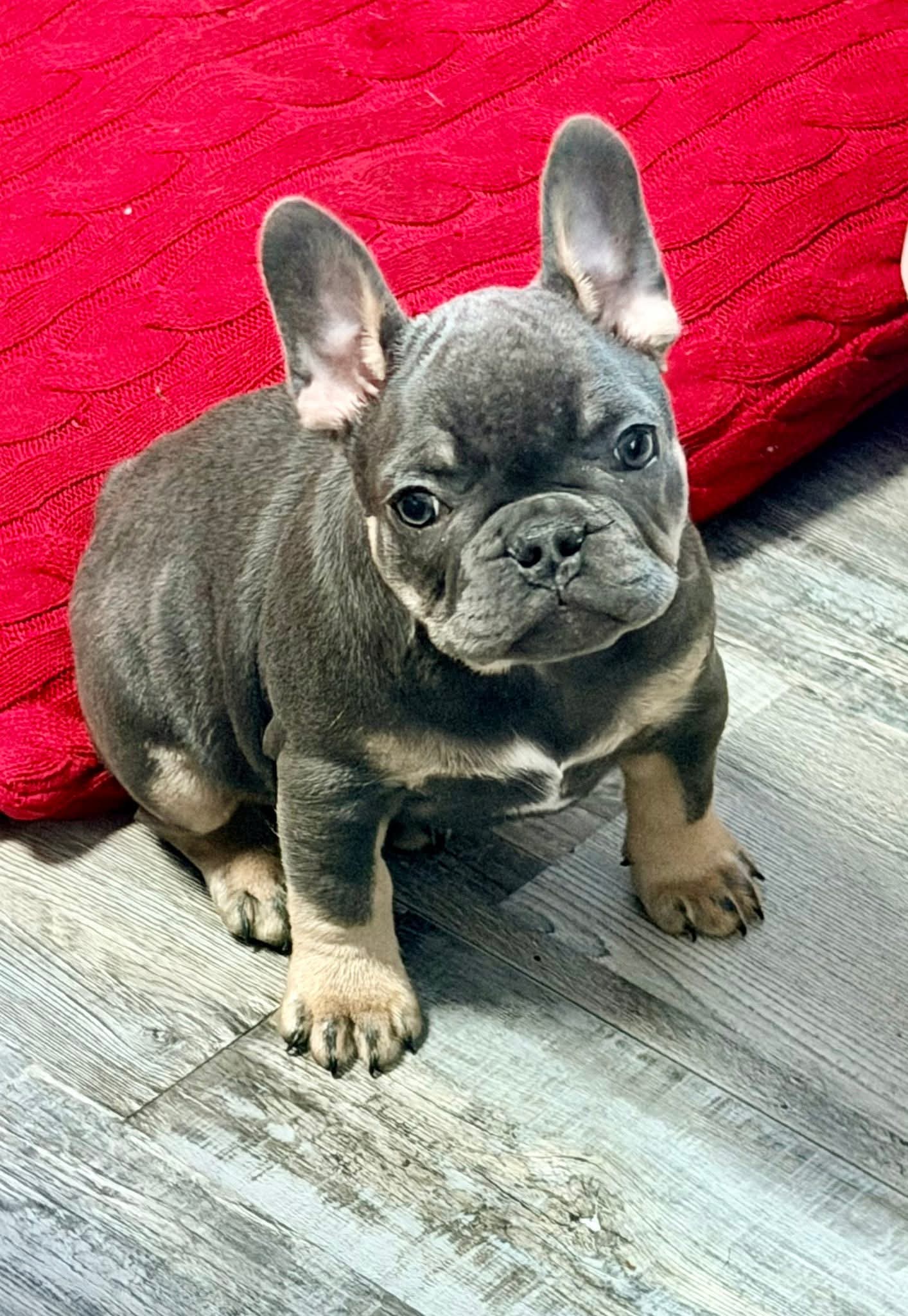 Photo of French bulldog