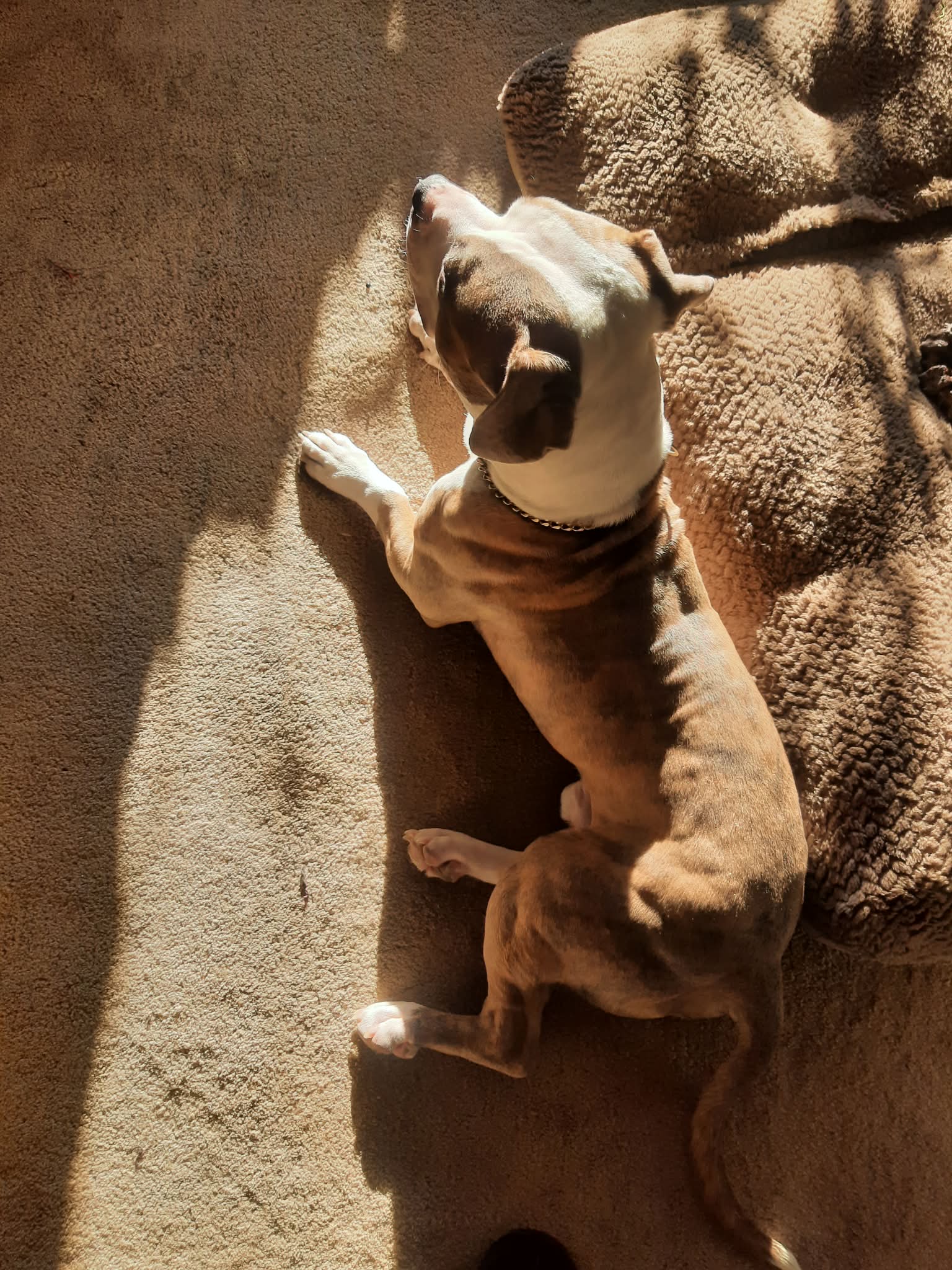 Photo of 3 year old American Staffordshire/American pitbull for rehoming