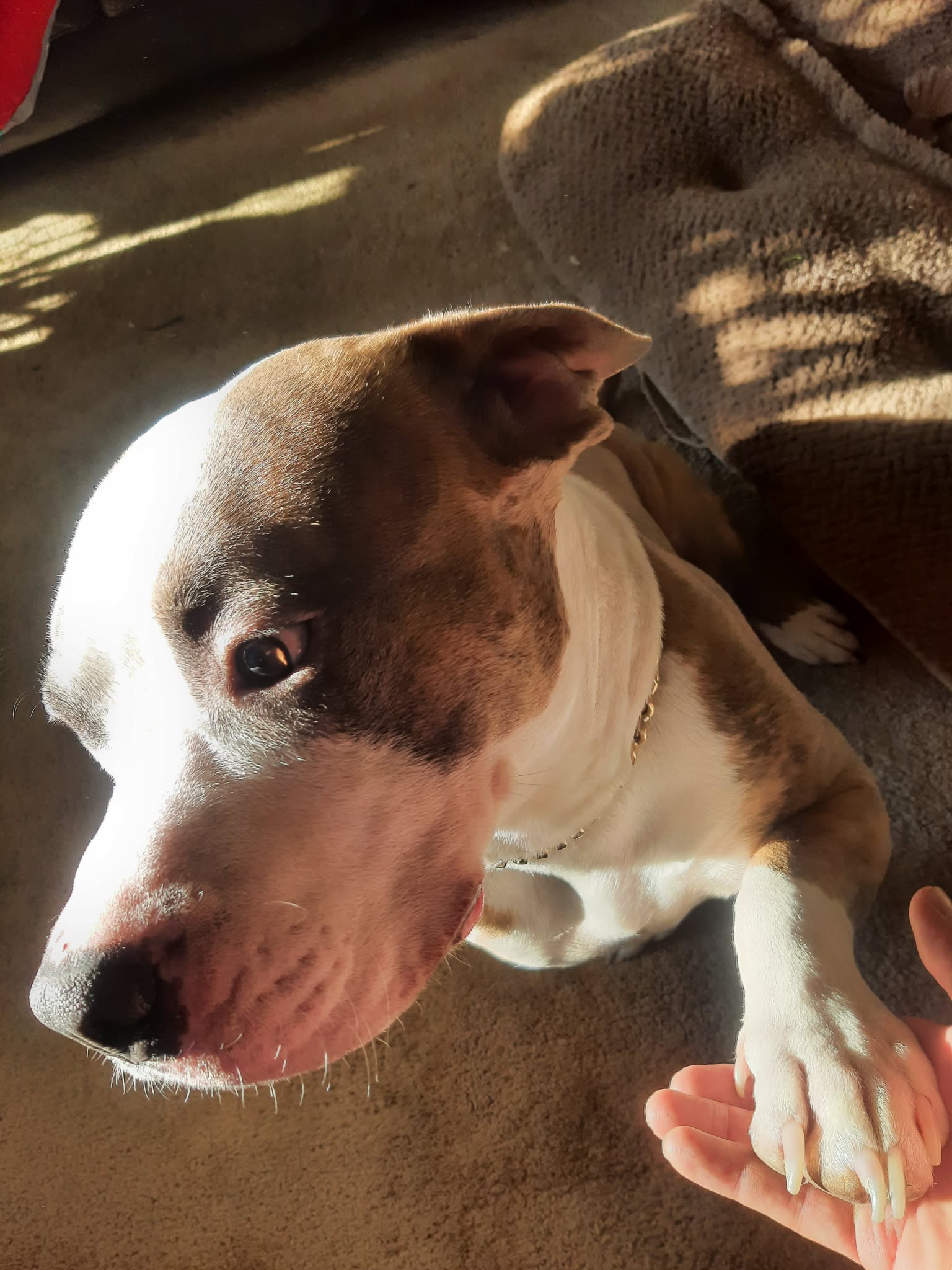 Photo of 3 year old American Staffordshire/American pitbull for rehoming