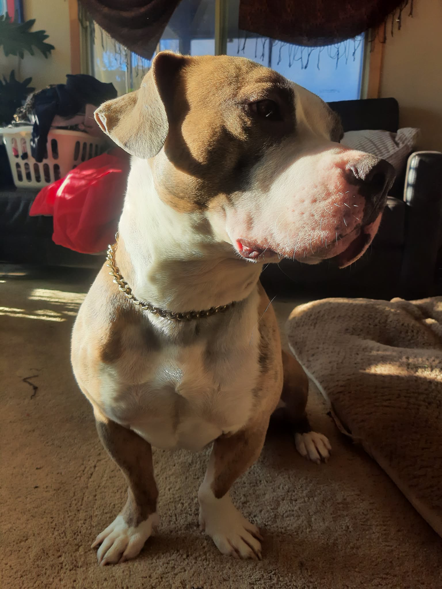 Photo of 3 year old American Staffordshire/American pitbull for rehoming
