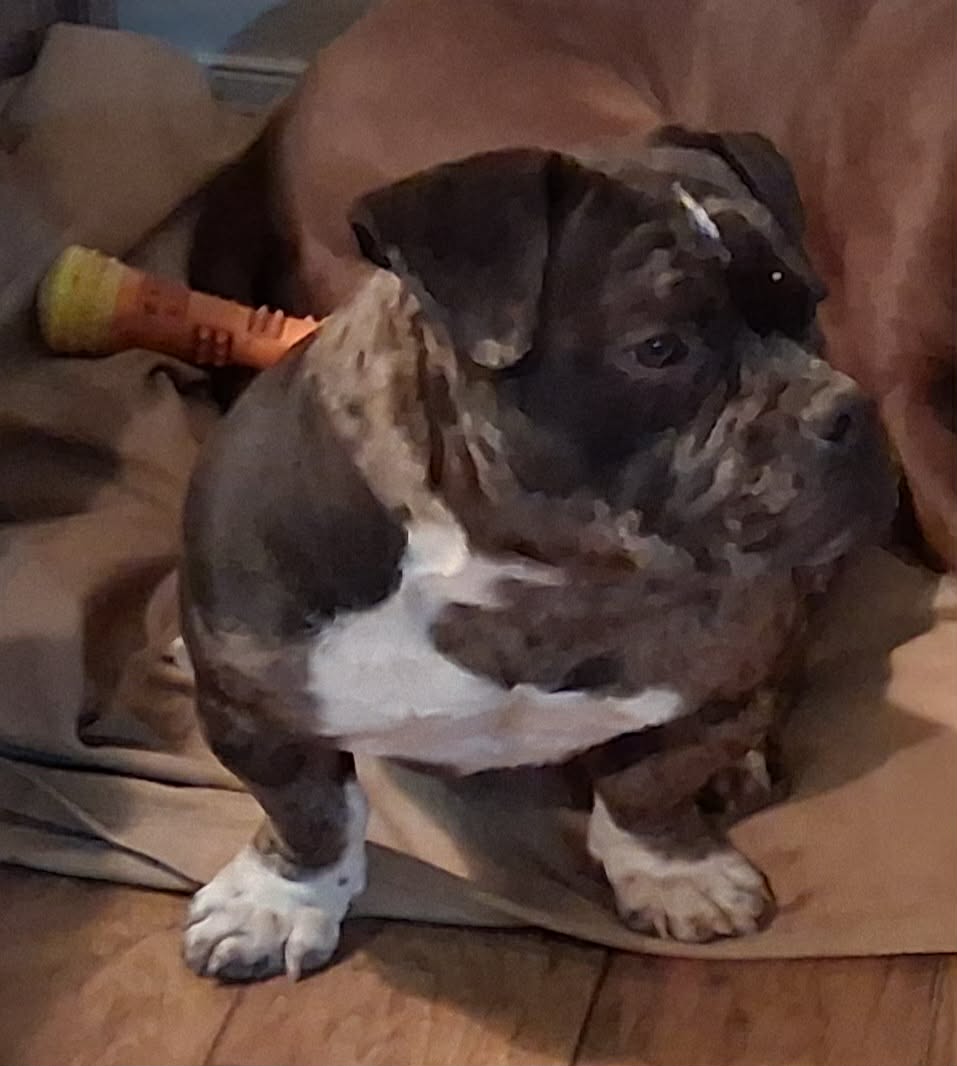 Micro American Bully - 14 - 1770187178806_02db1652-841a-4cde-88ea-6f87796ba273