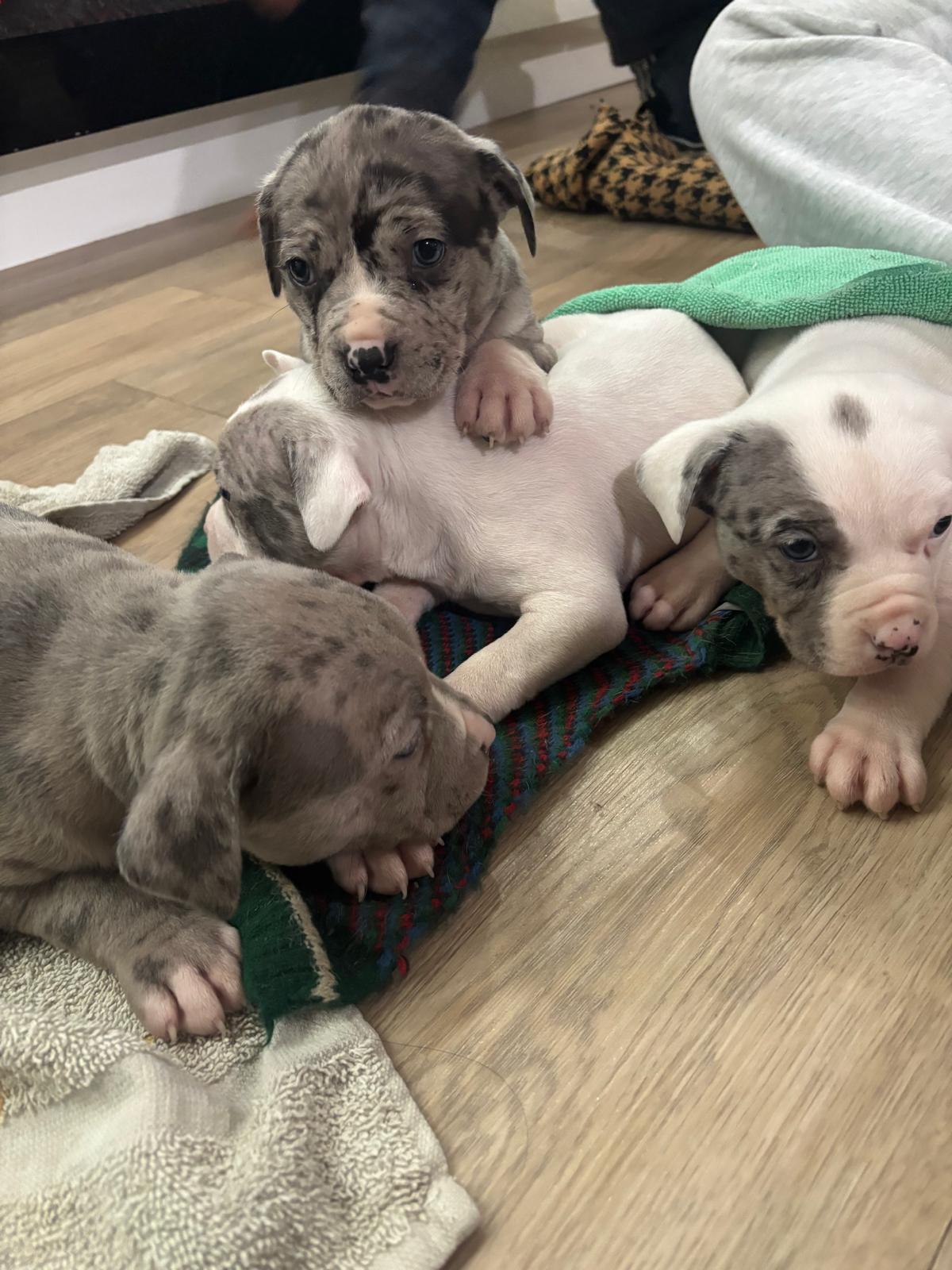 Photo of American bully (classic size)