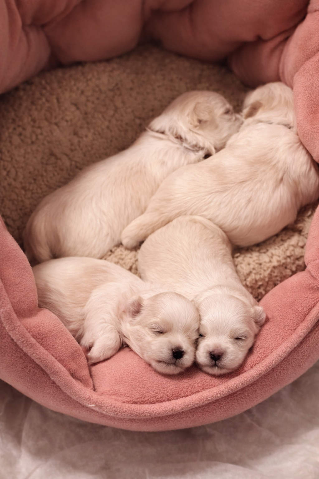 Photo of CKC Maltese 