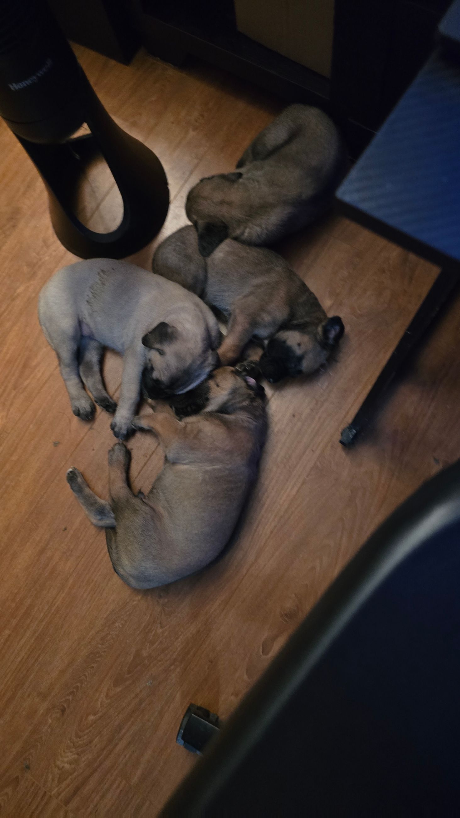 Photo of Mastiff x Lab puppies 