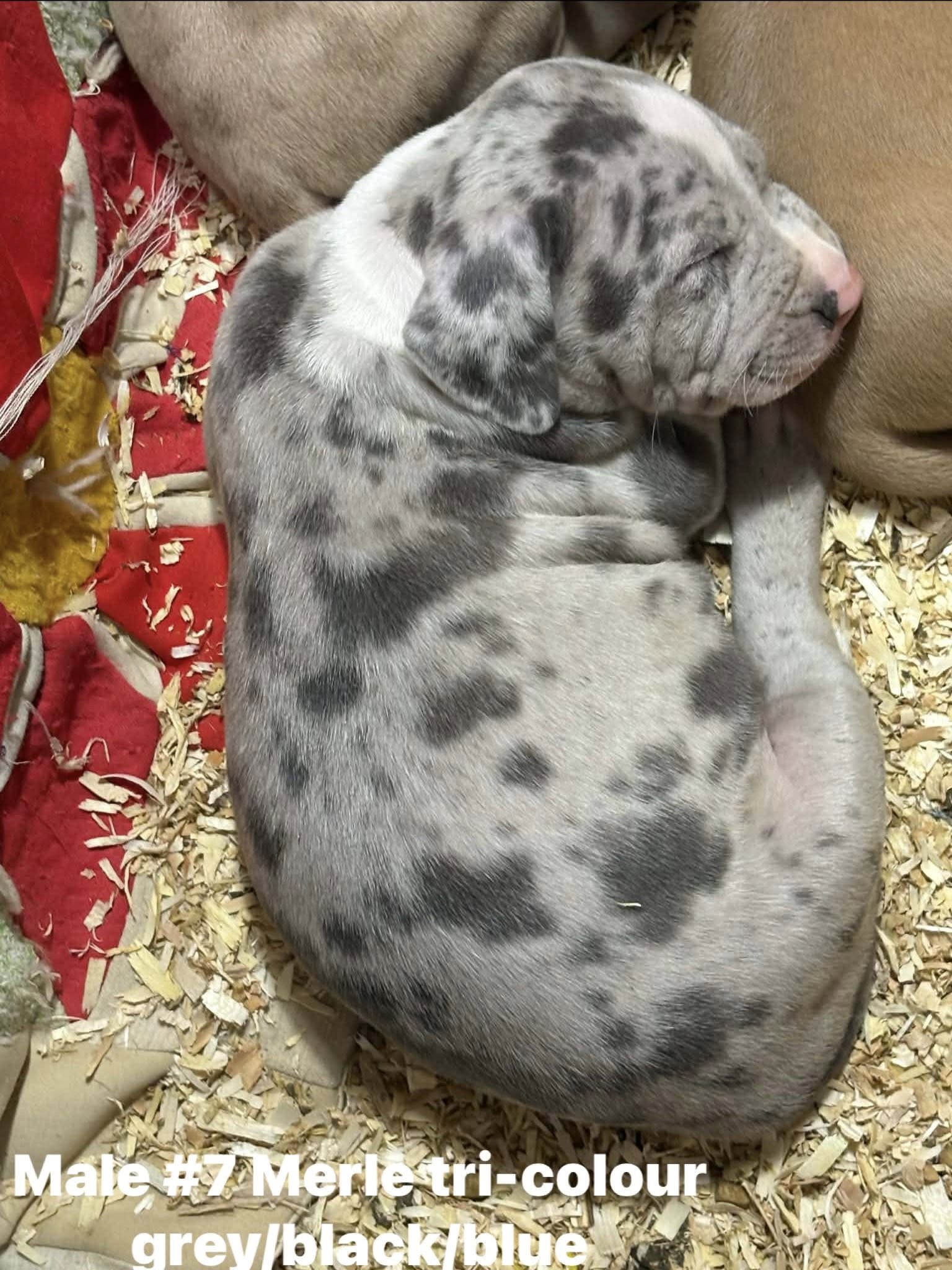 Photo of American bully xl Merle & Ghost Merle puppies born 25 dec 2025 ready for a forever home on valentine's day