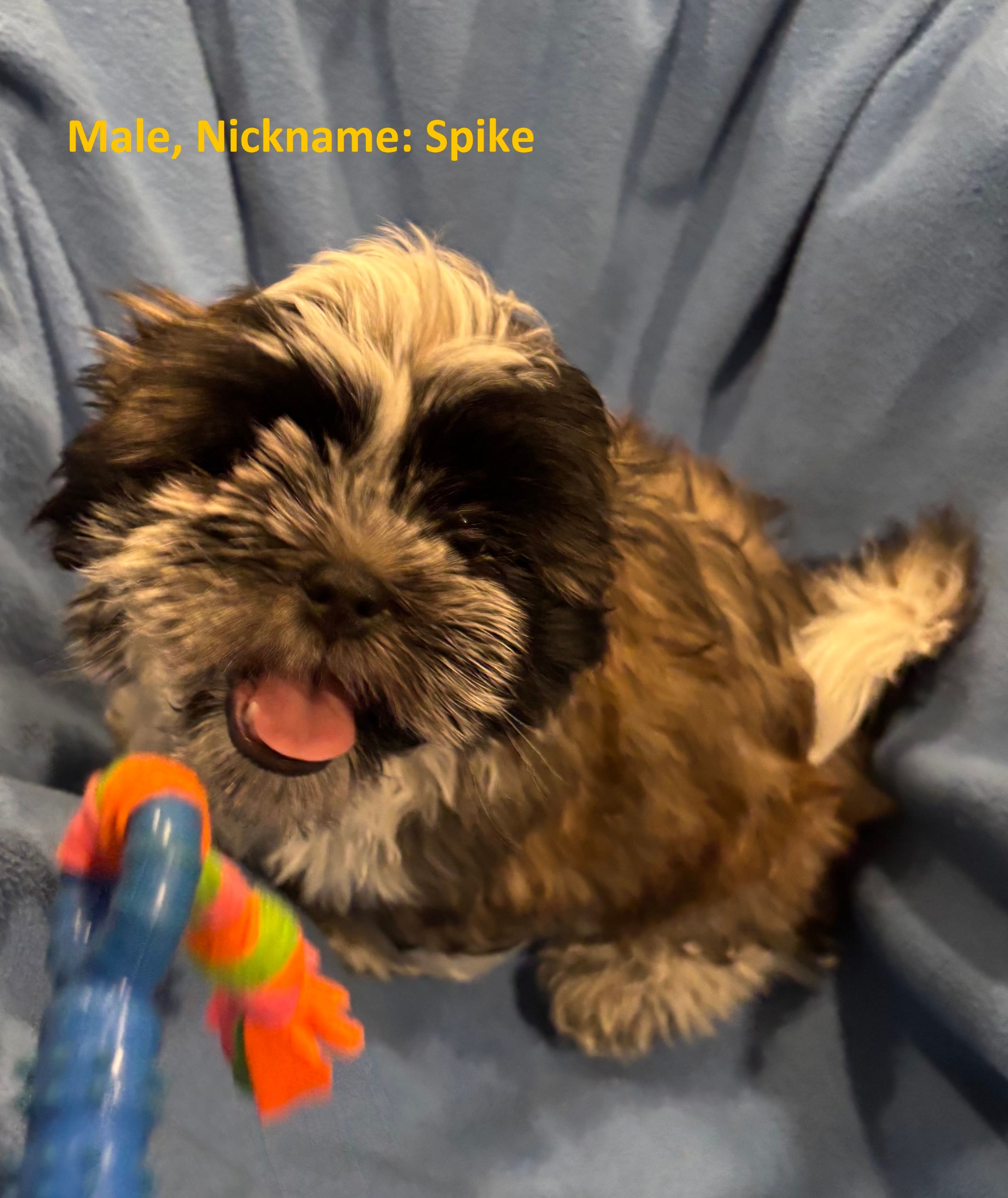Photo of Shih Tzu Puppies for Sale