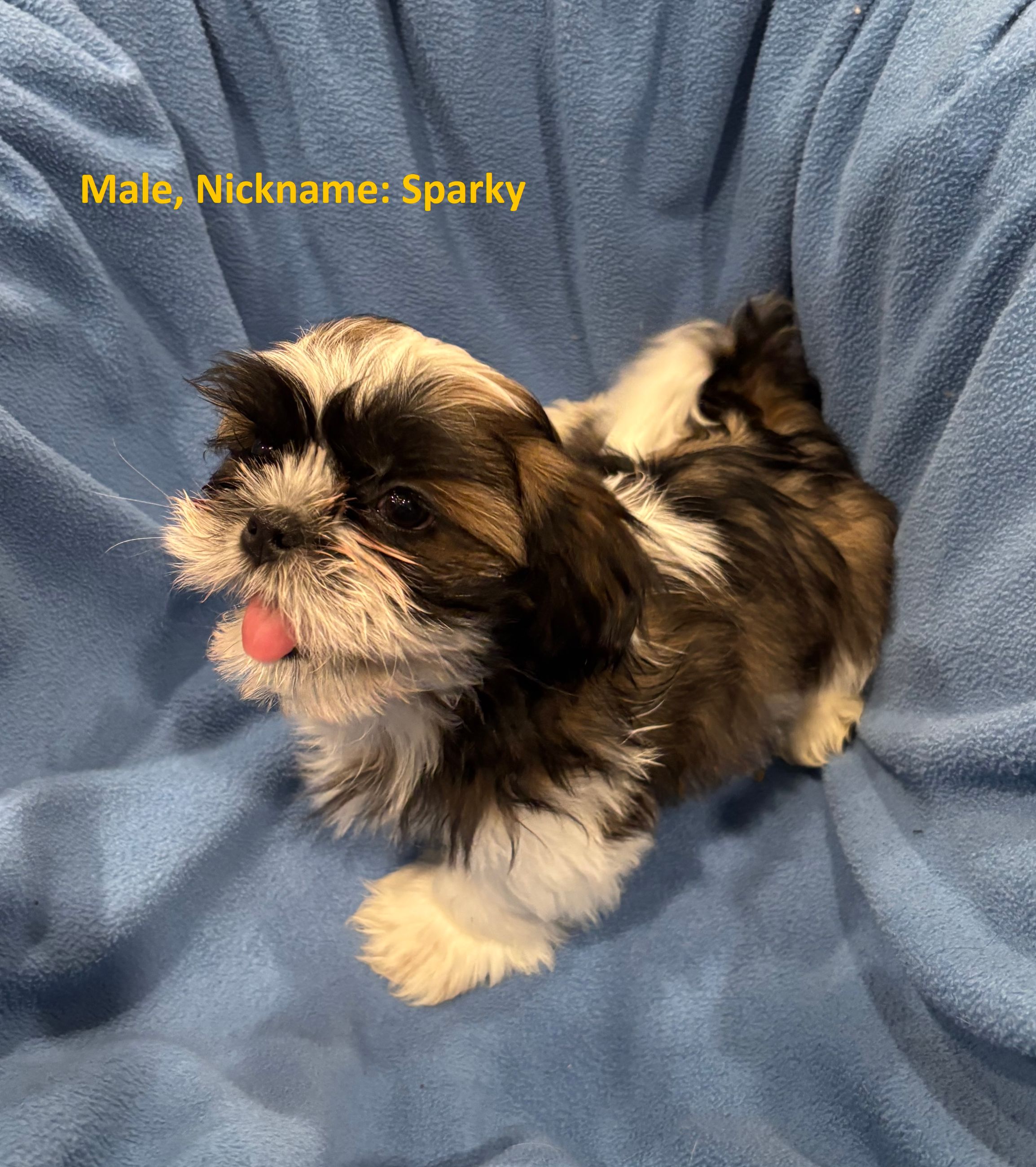 Photo of Shih Tzu Puppies for Sale