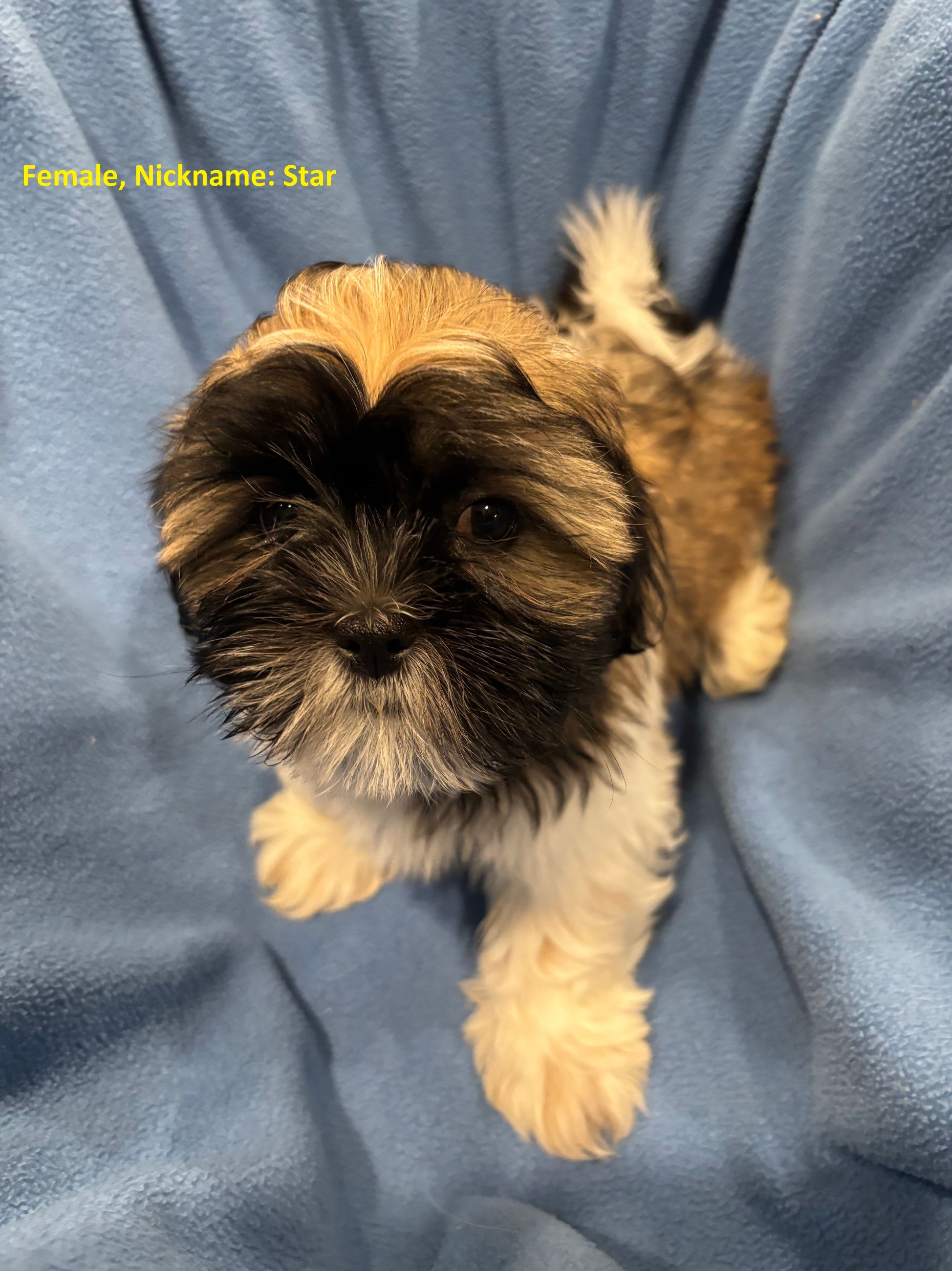 Photo of Shih Tzu Puppies for Sale