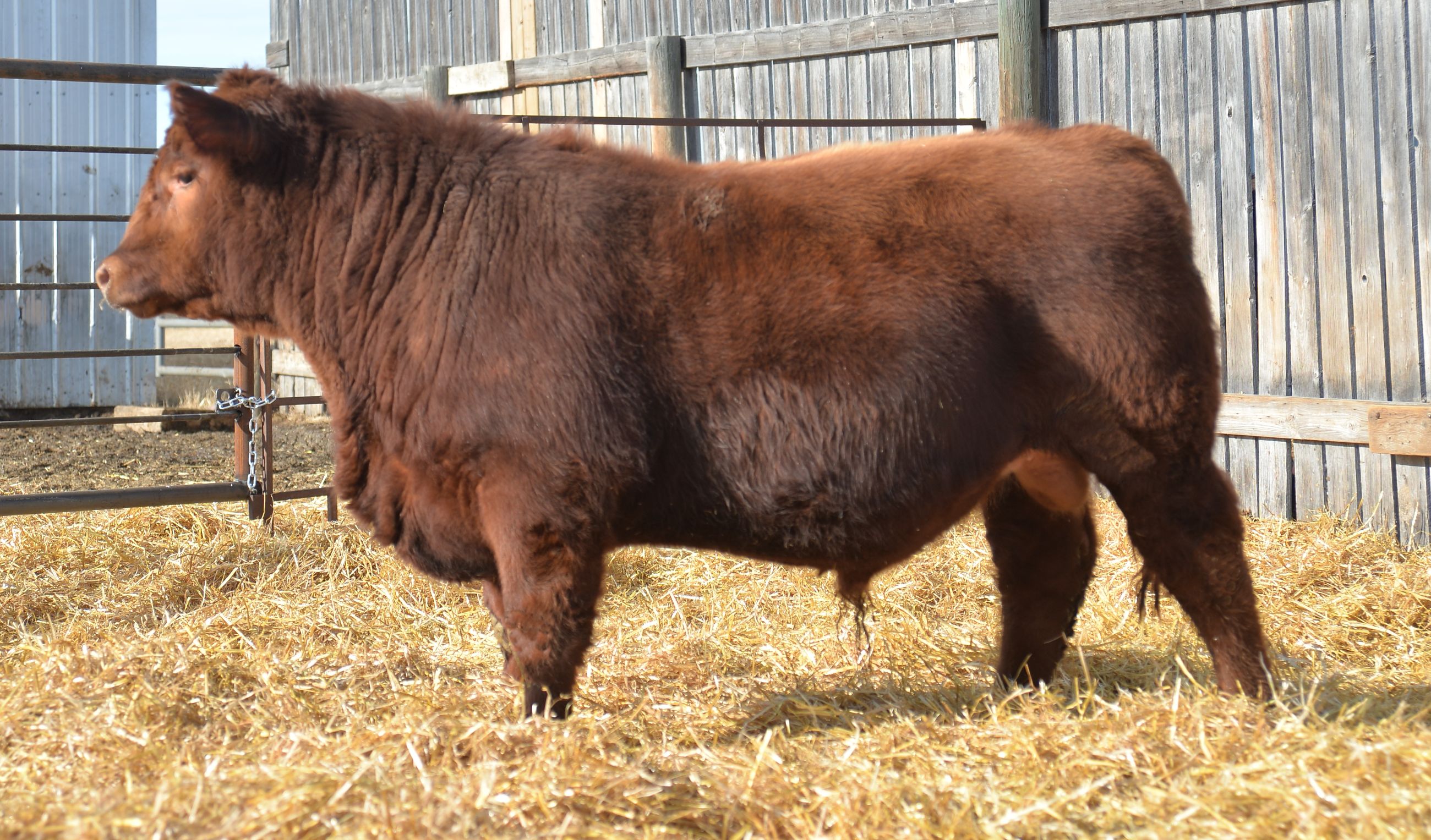 Photo of Red Angus Bulls