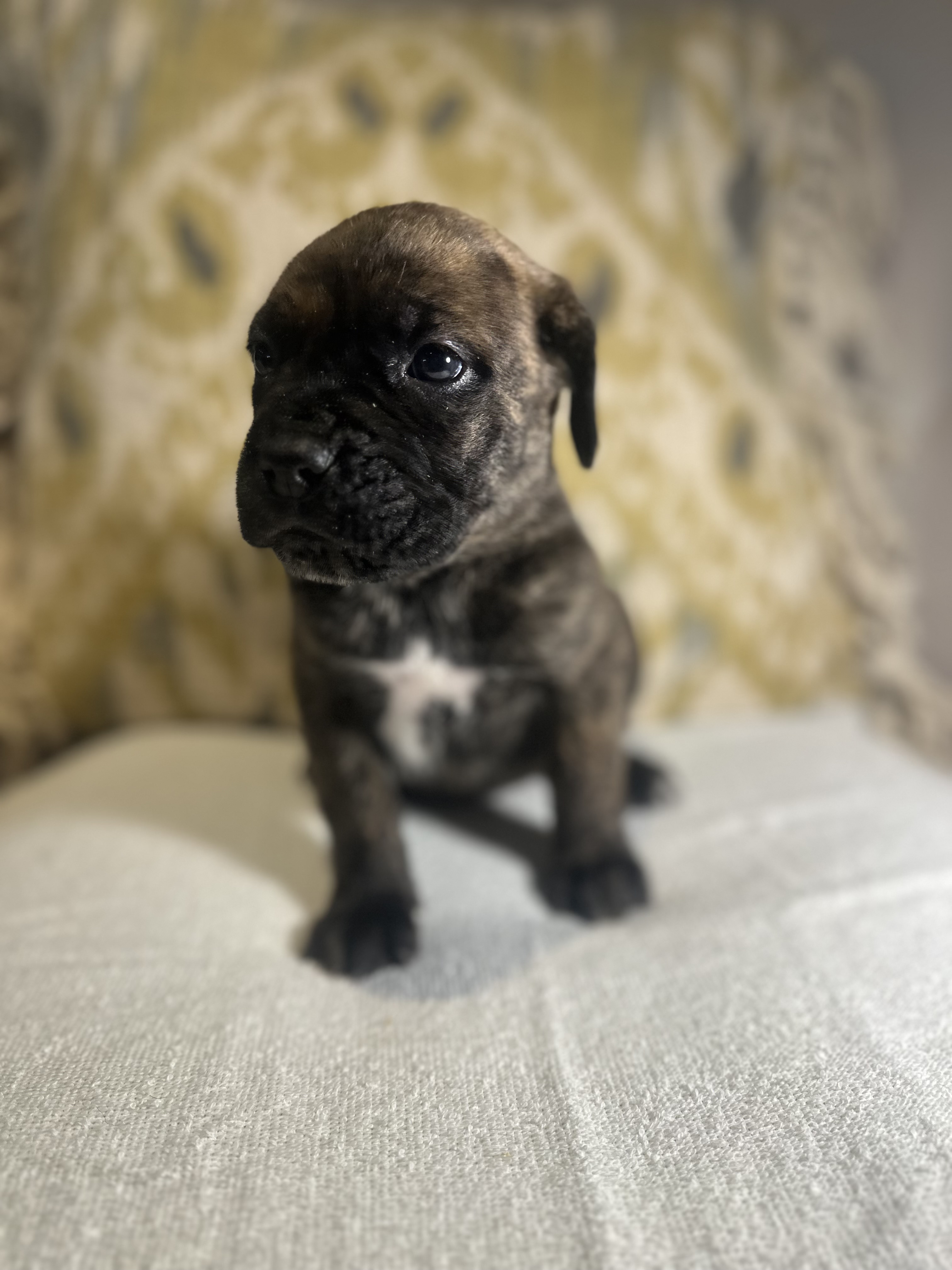 Photo of Cane Corso Puppies ready to go mid February 