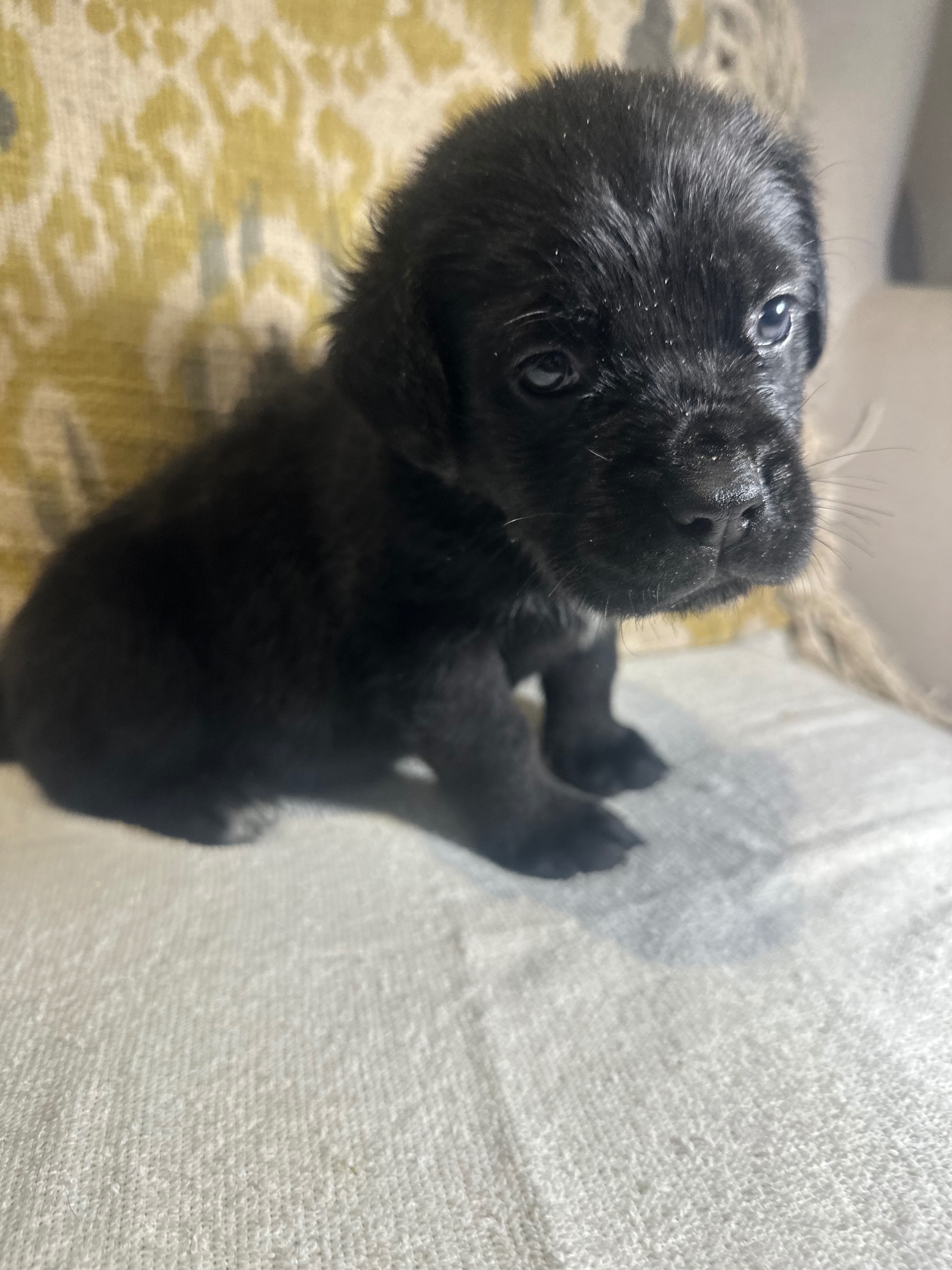 Photo of Cane Corso Puppies ready to go mid February 