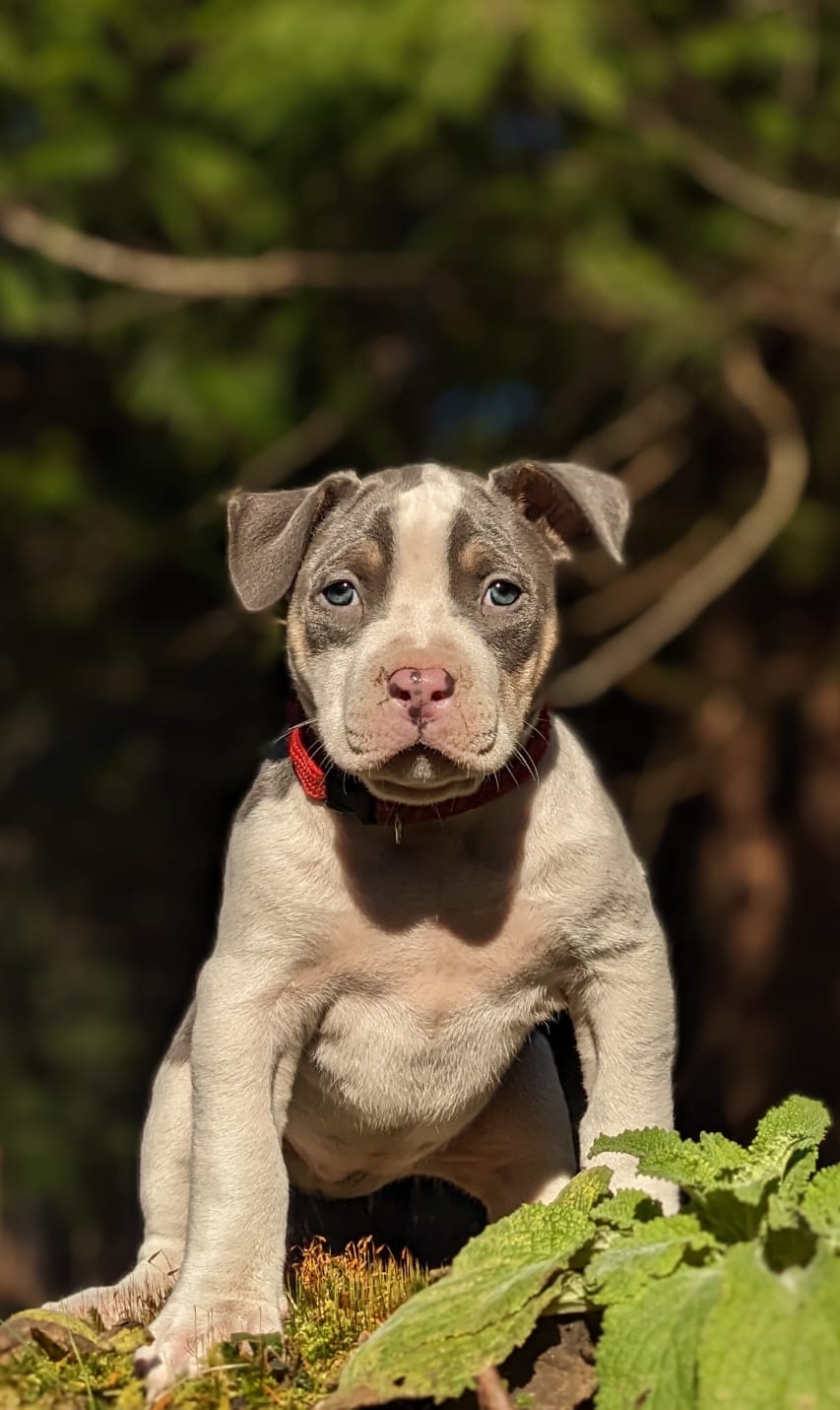 Photo of XL American Bully Puppies, female, UKC registered, ready Feb