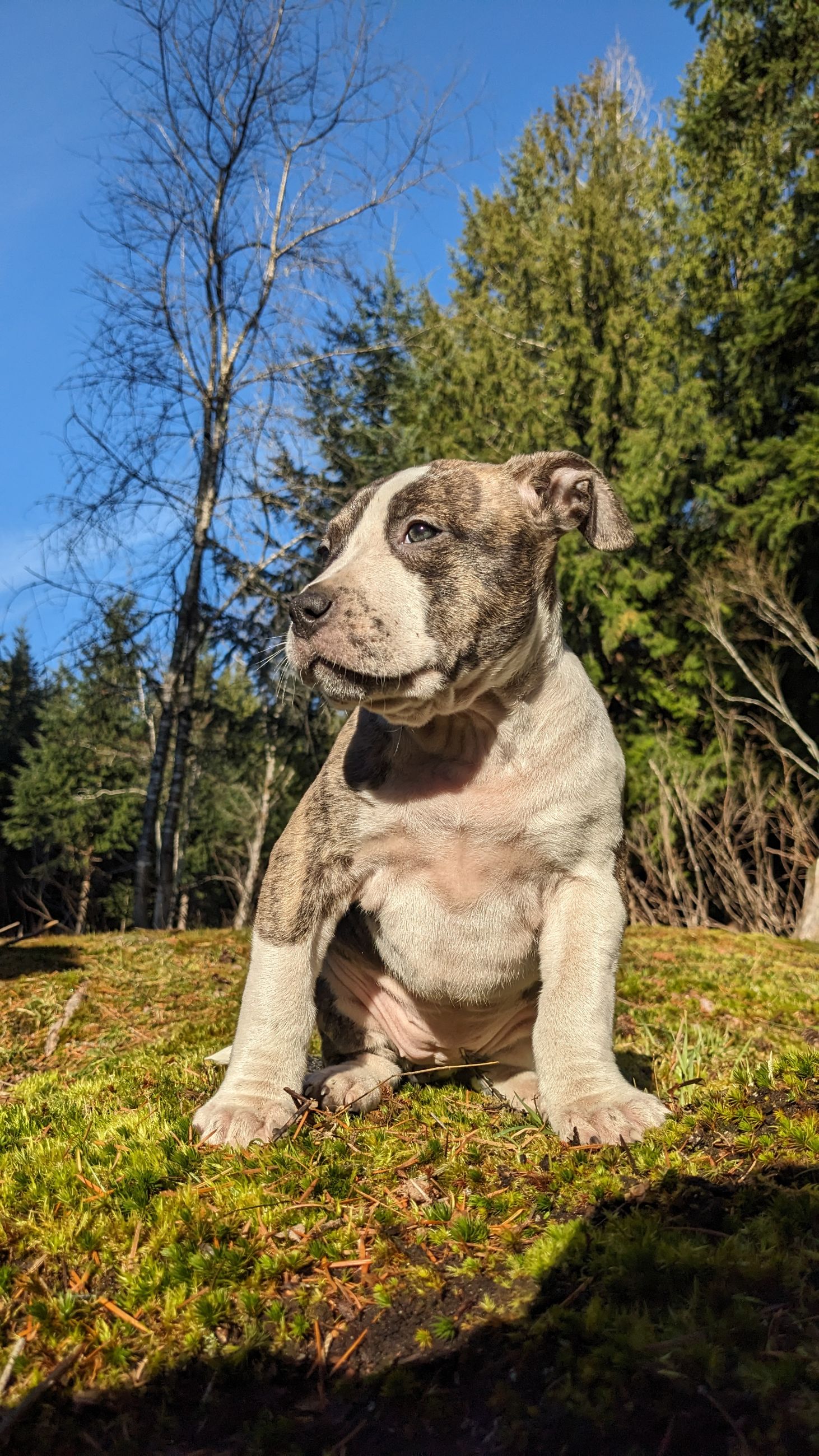 Photo of XL American Bully Puppies, female, UKC registered, ready Feb 