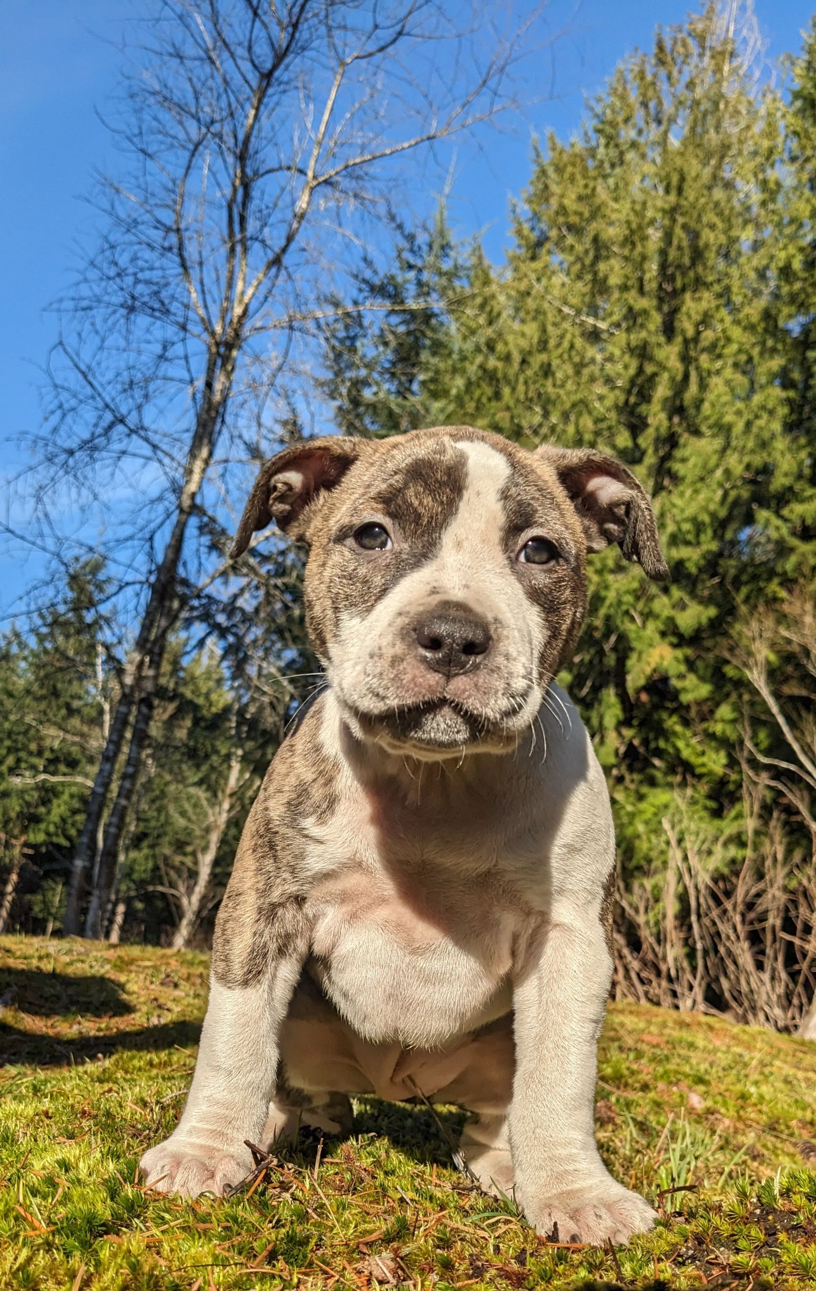 Photo of XL American Bully Puppies, female, UKC registered, ready Feb 