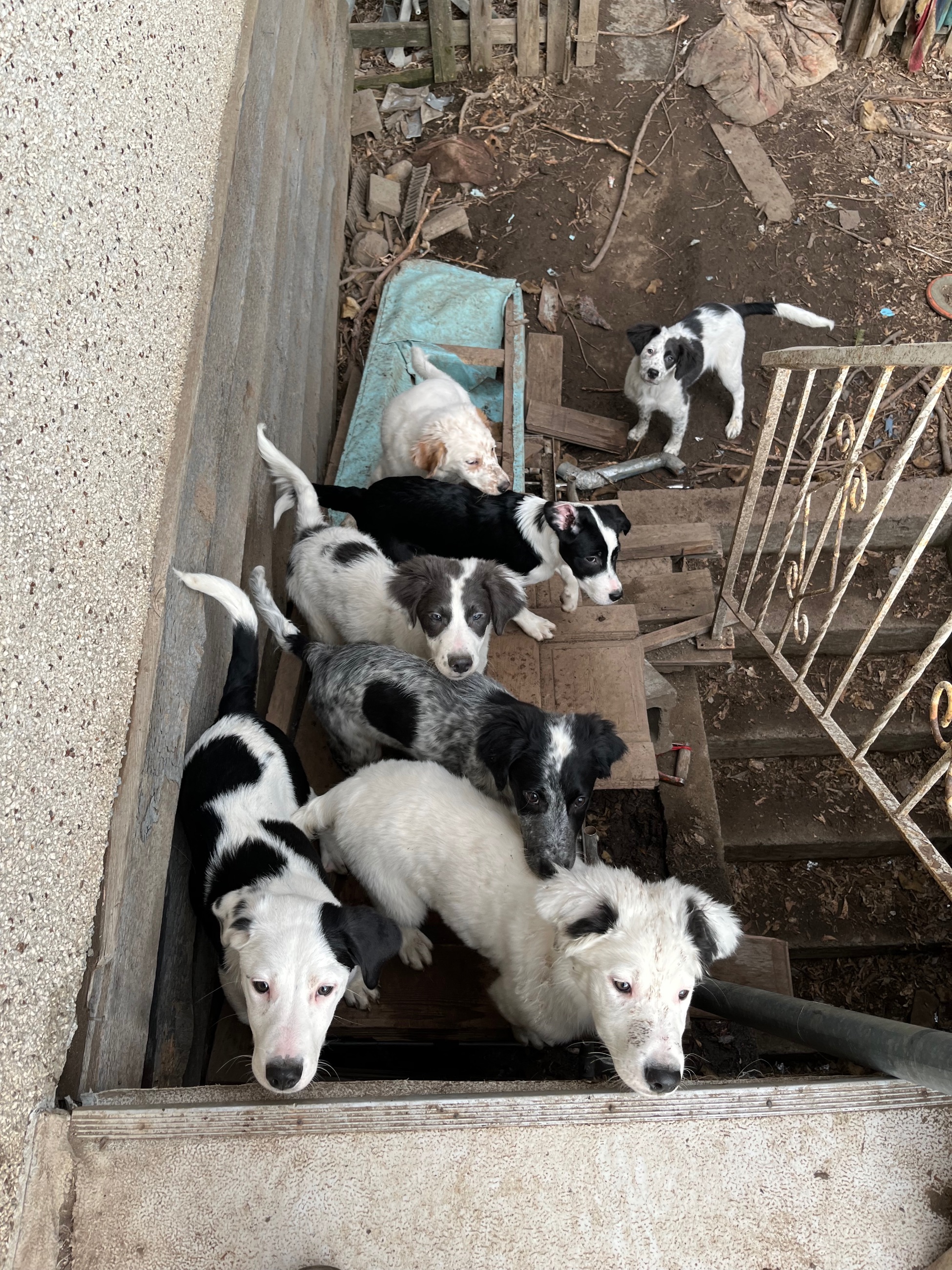 Photo of Puppies for sale 