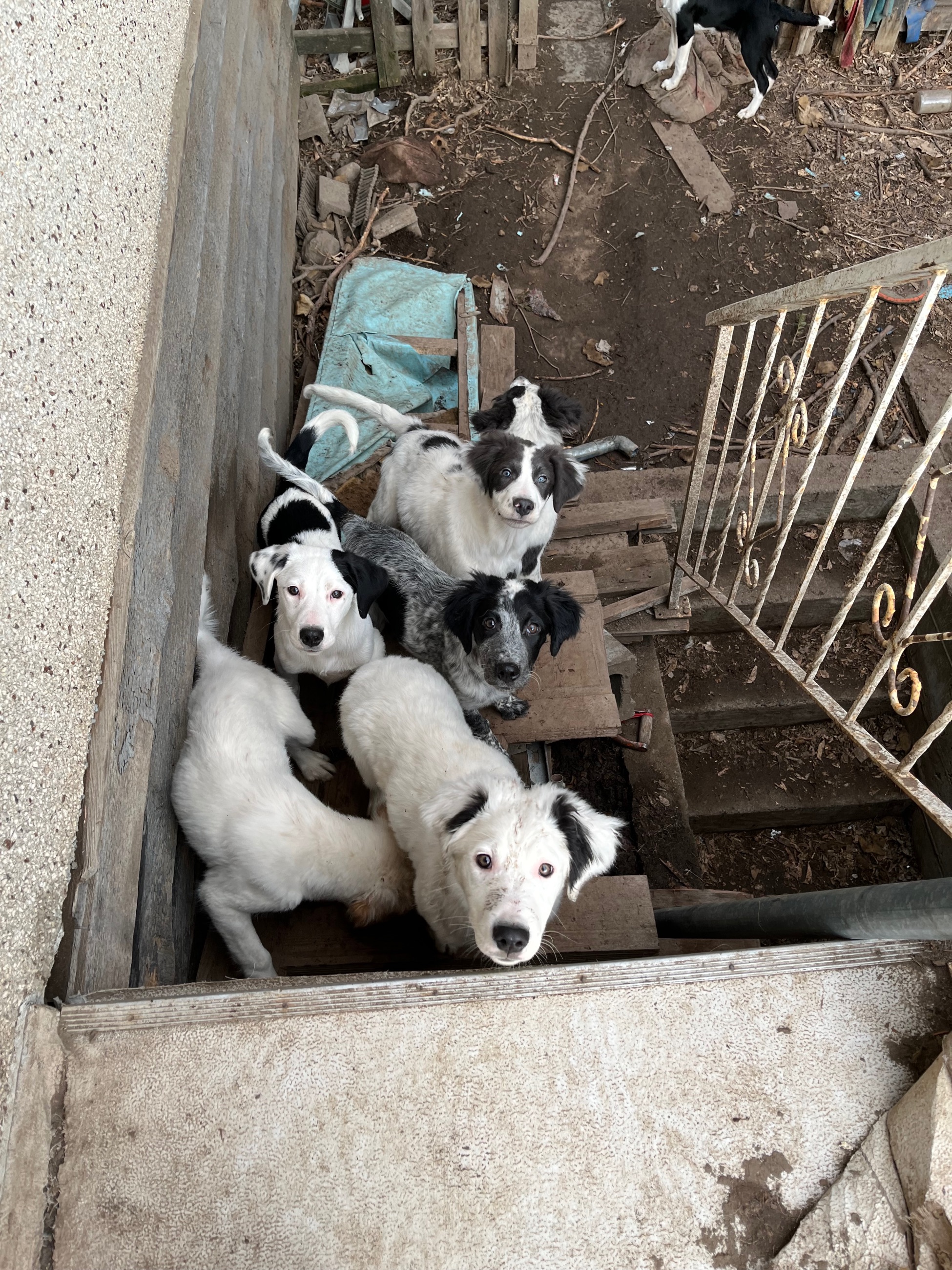 Photo of Puppies for sale 