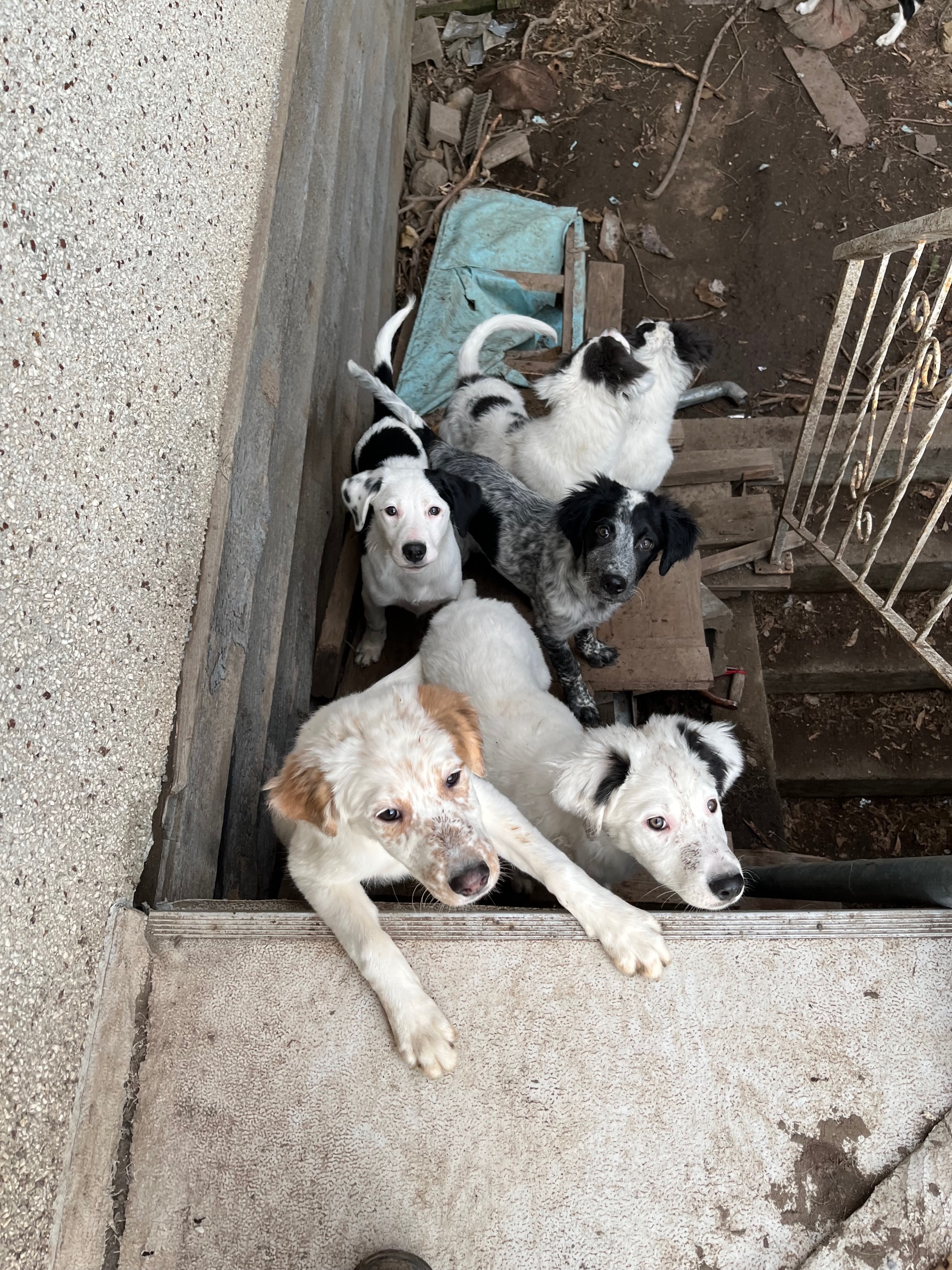 Photo of Puppies for sale 