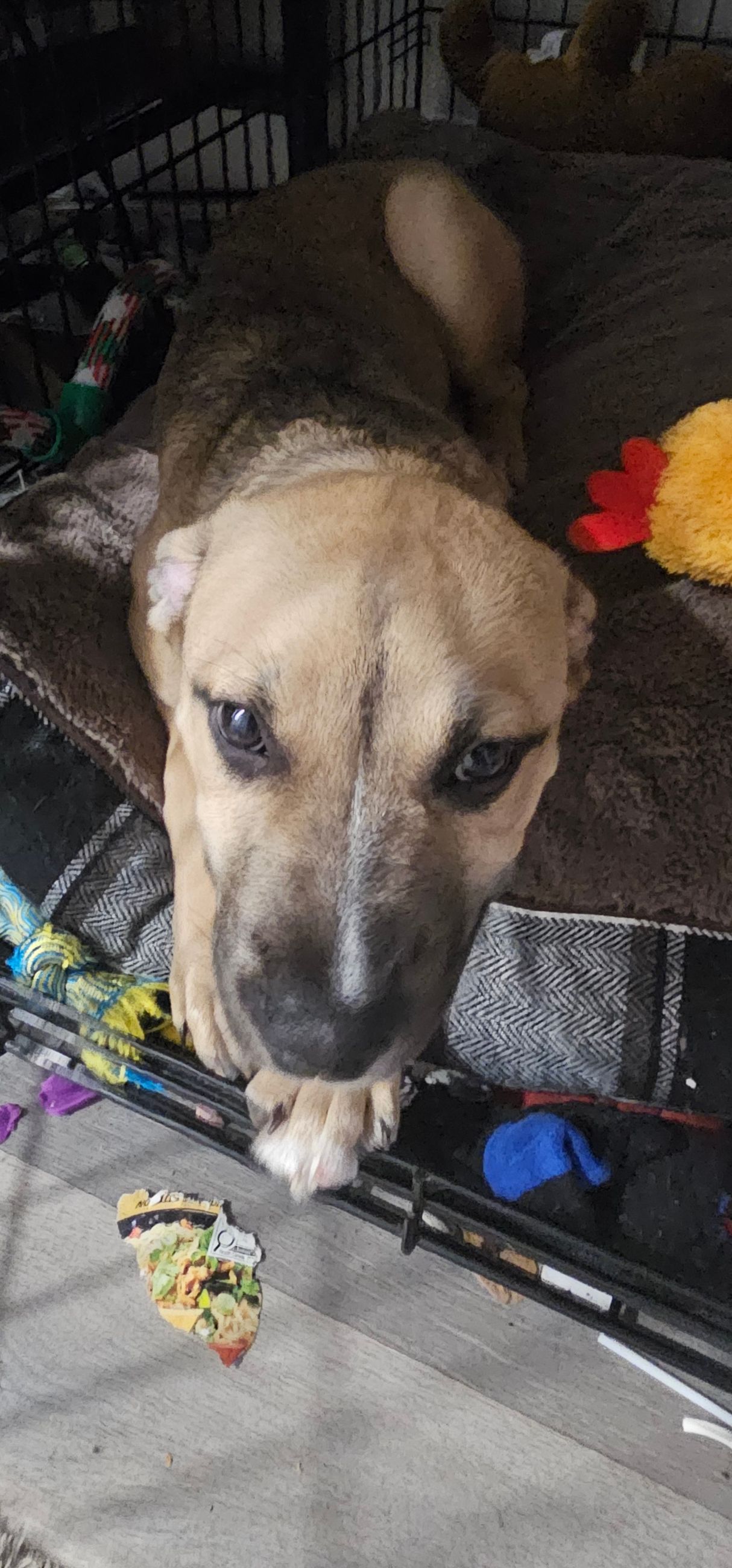 Photo of Free dog. Hound.