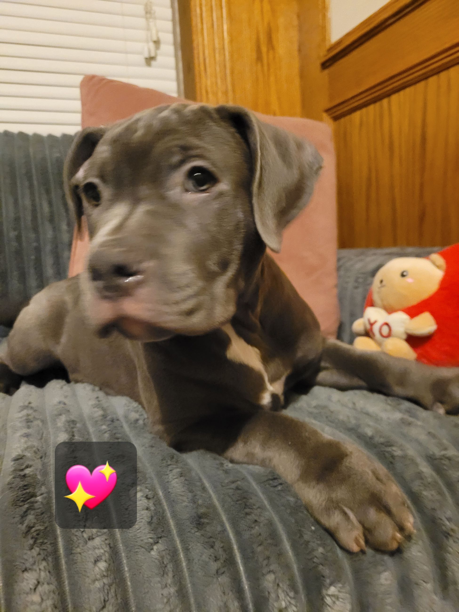 Photo of Blue nose American Bully (Staffy) Staffordshire Terrier Puppies 