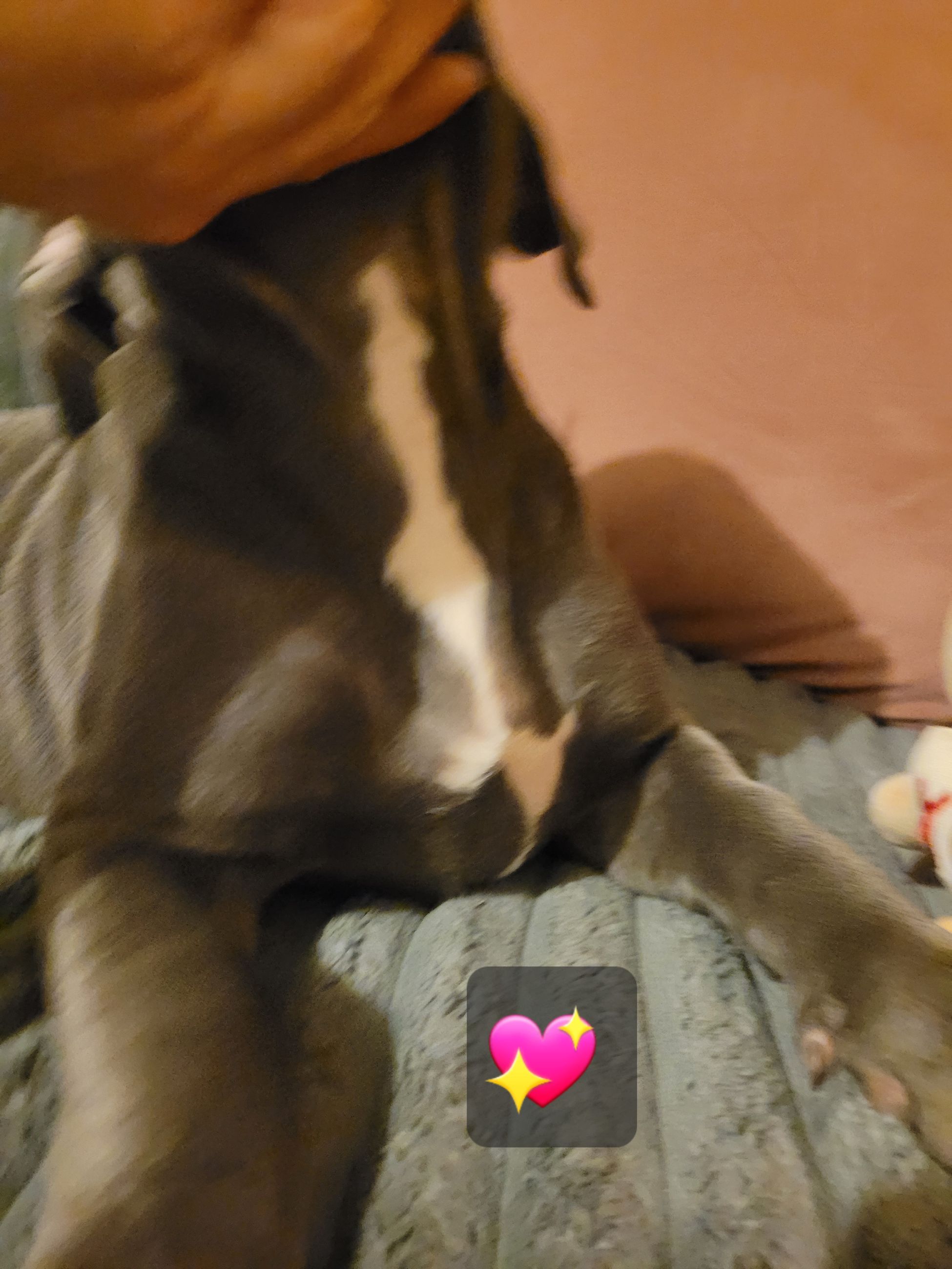 Photo of Blue nose American Bully (Staffy) Staffordshire Terrier Puppies 