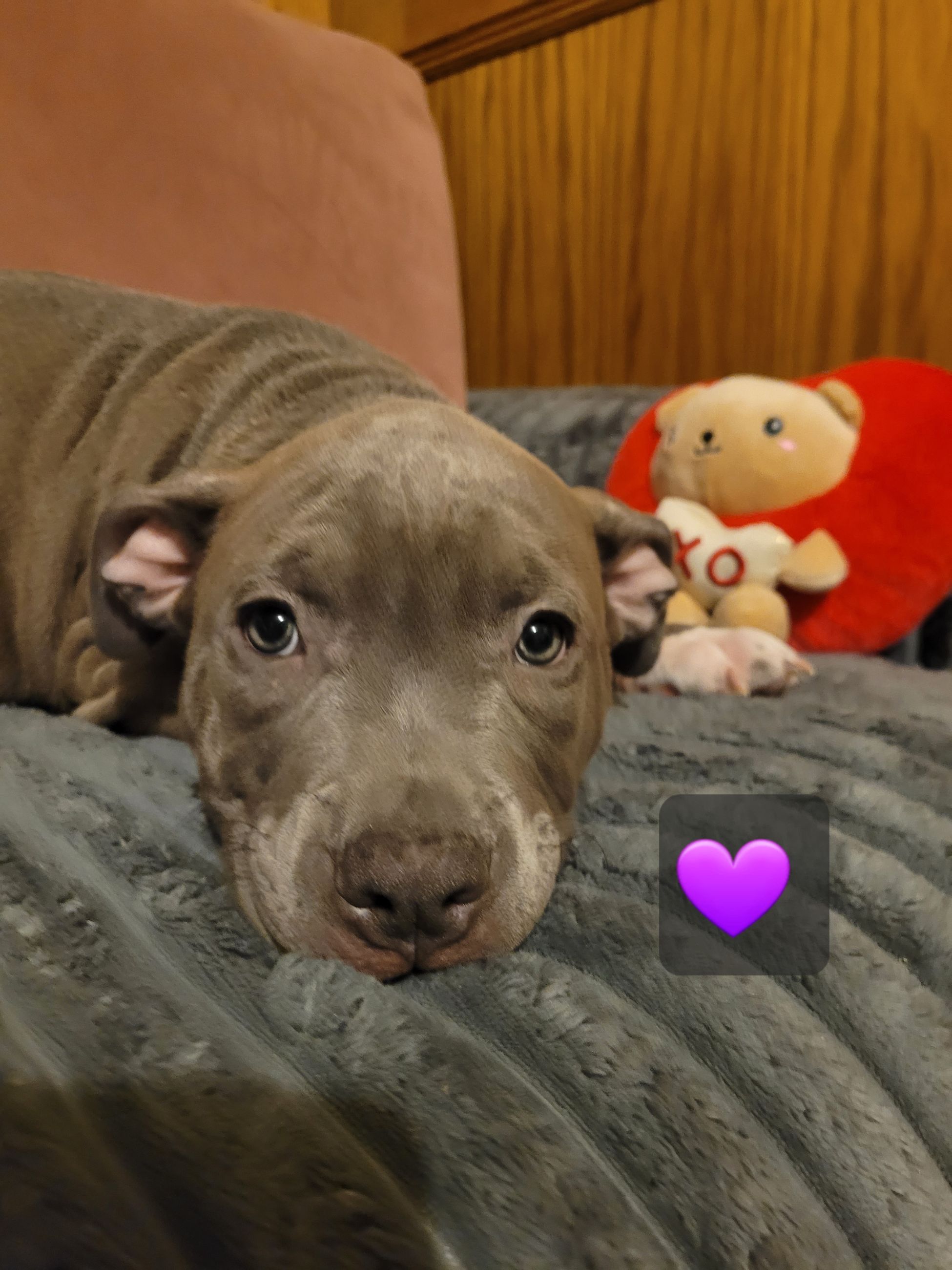 Photo of Blue nose American Bully (Staffy) Staffordshire Terrier Puppies 