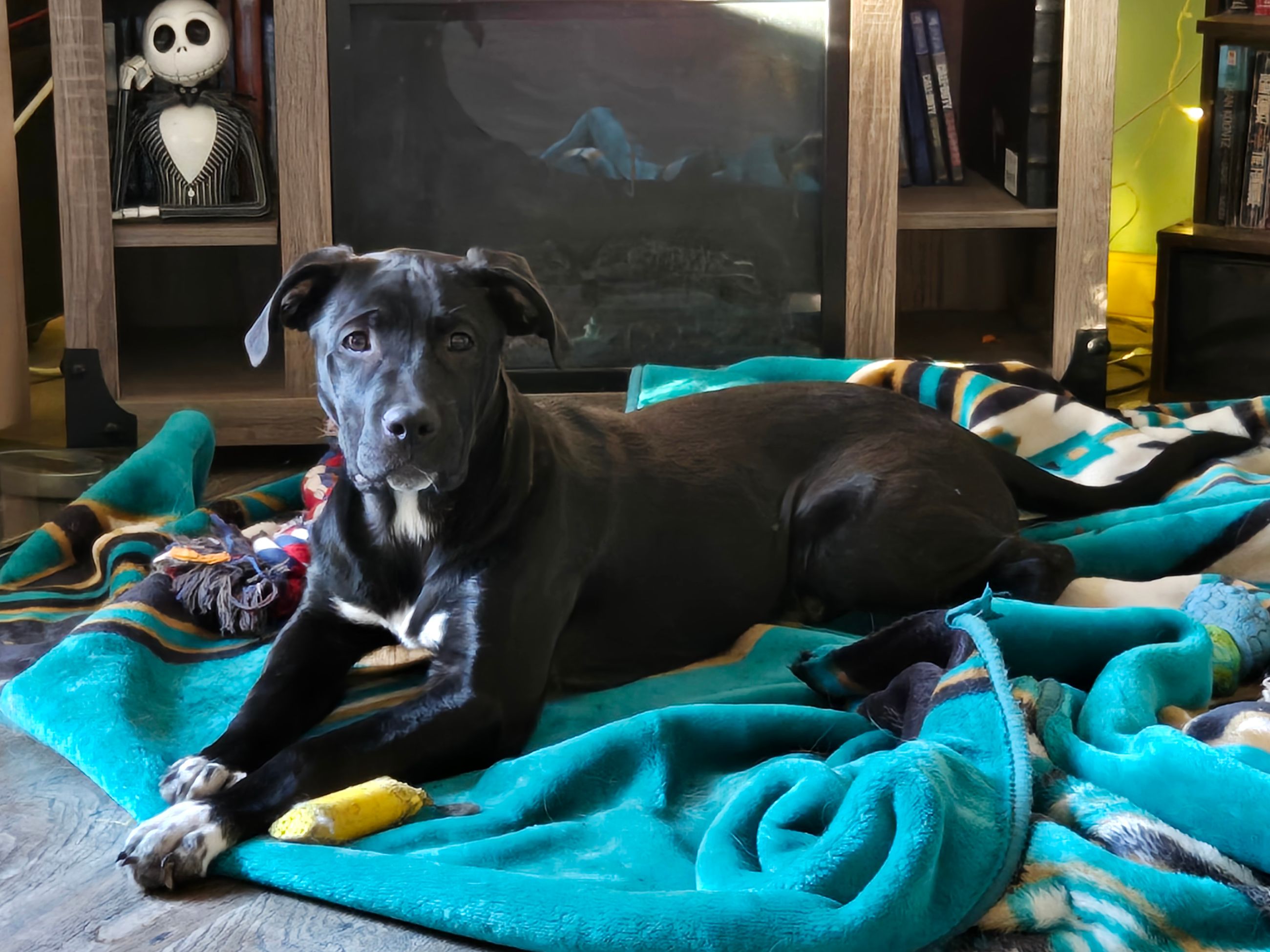 Photo of 7 month old female cane corso/Pyrenees x