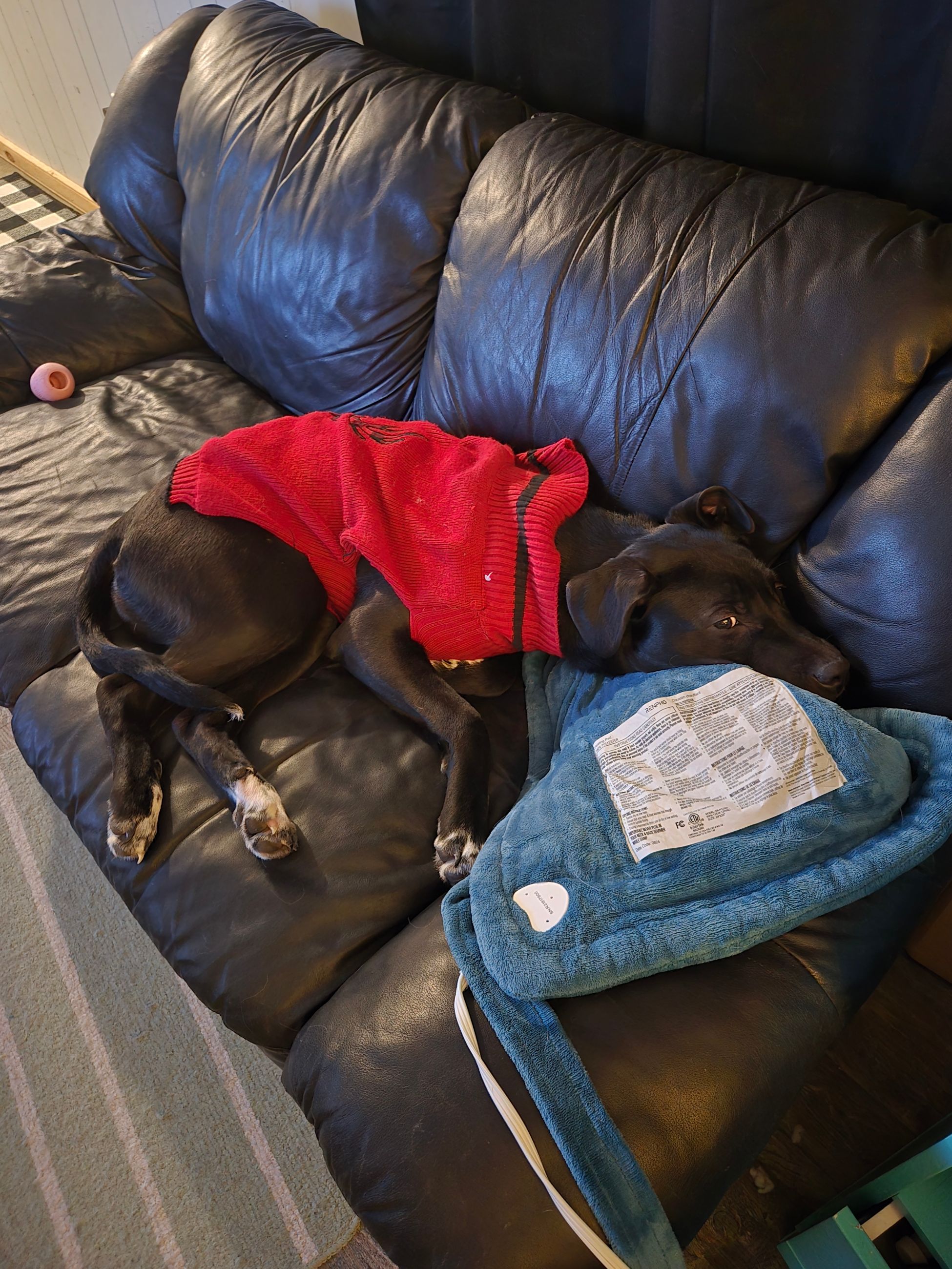 Photo of 7 month old female cane corso/Pyrenees x