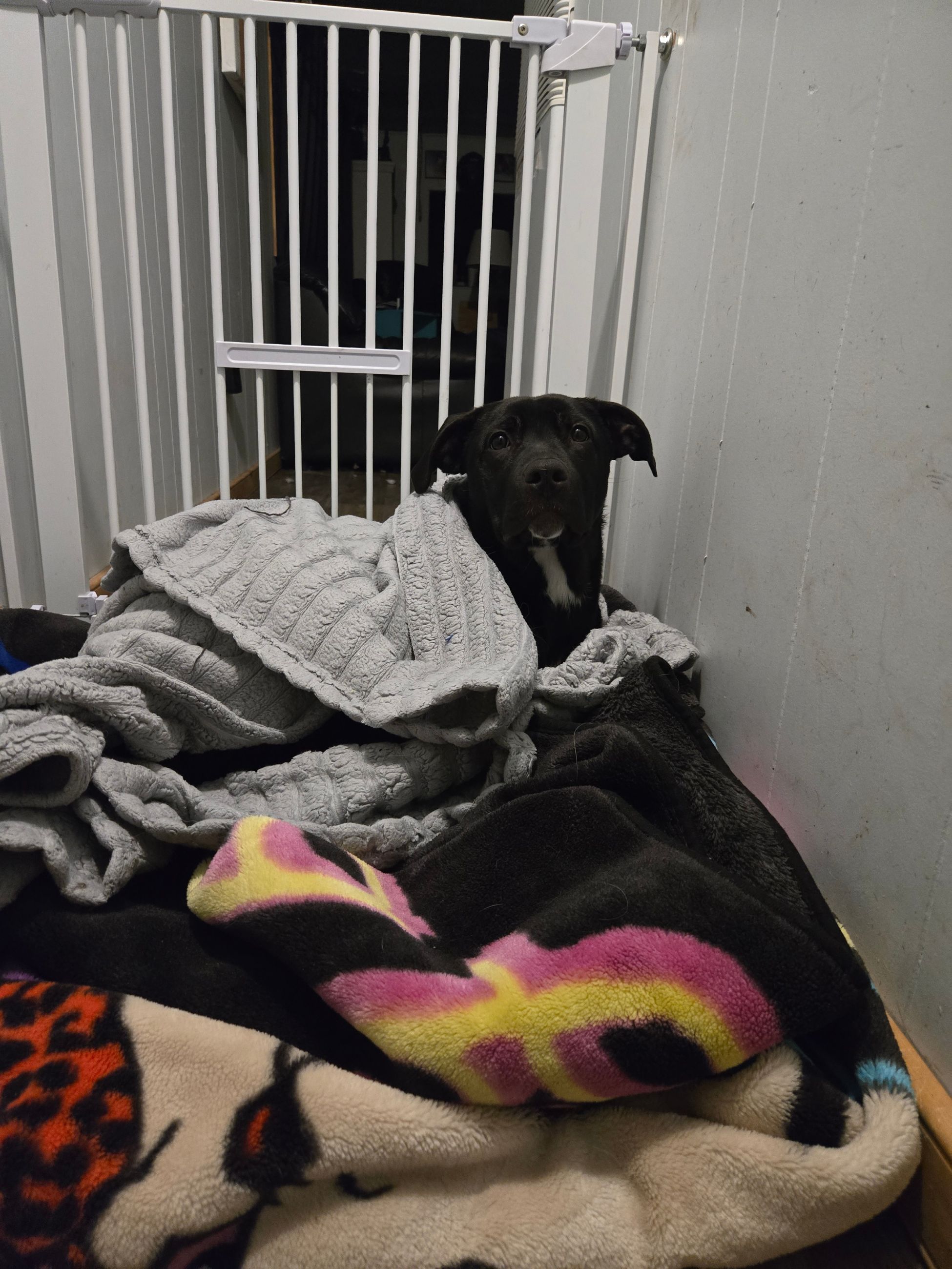 Photo of 7 month old female cane corso/Pyrenees x