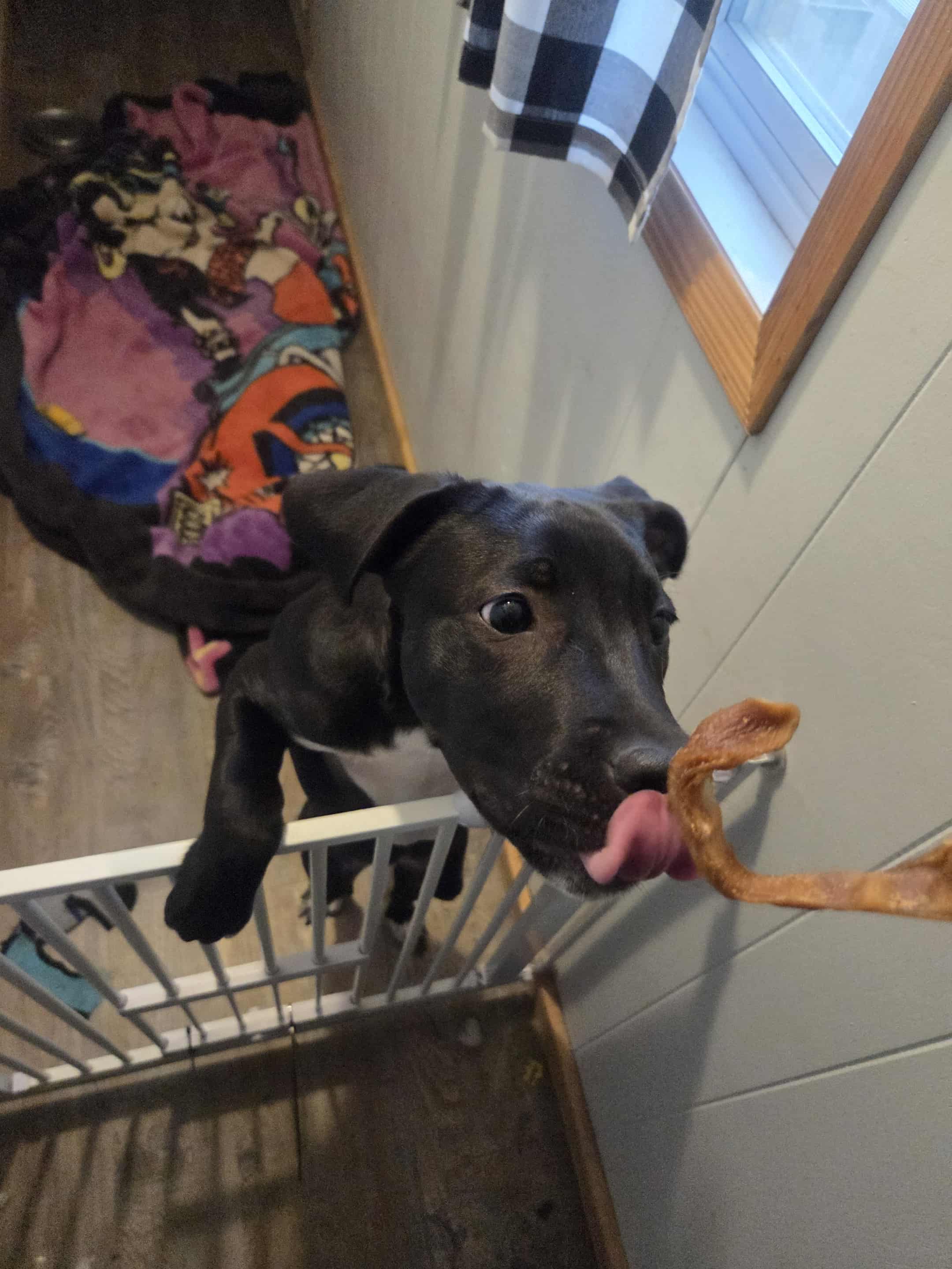 Photo of 7 month old Cane Corso X great Pyrenees 