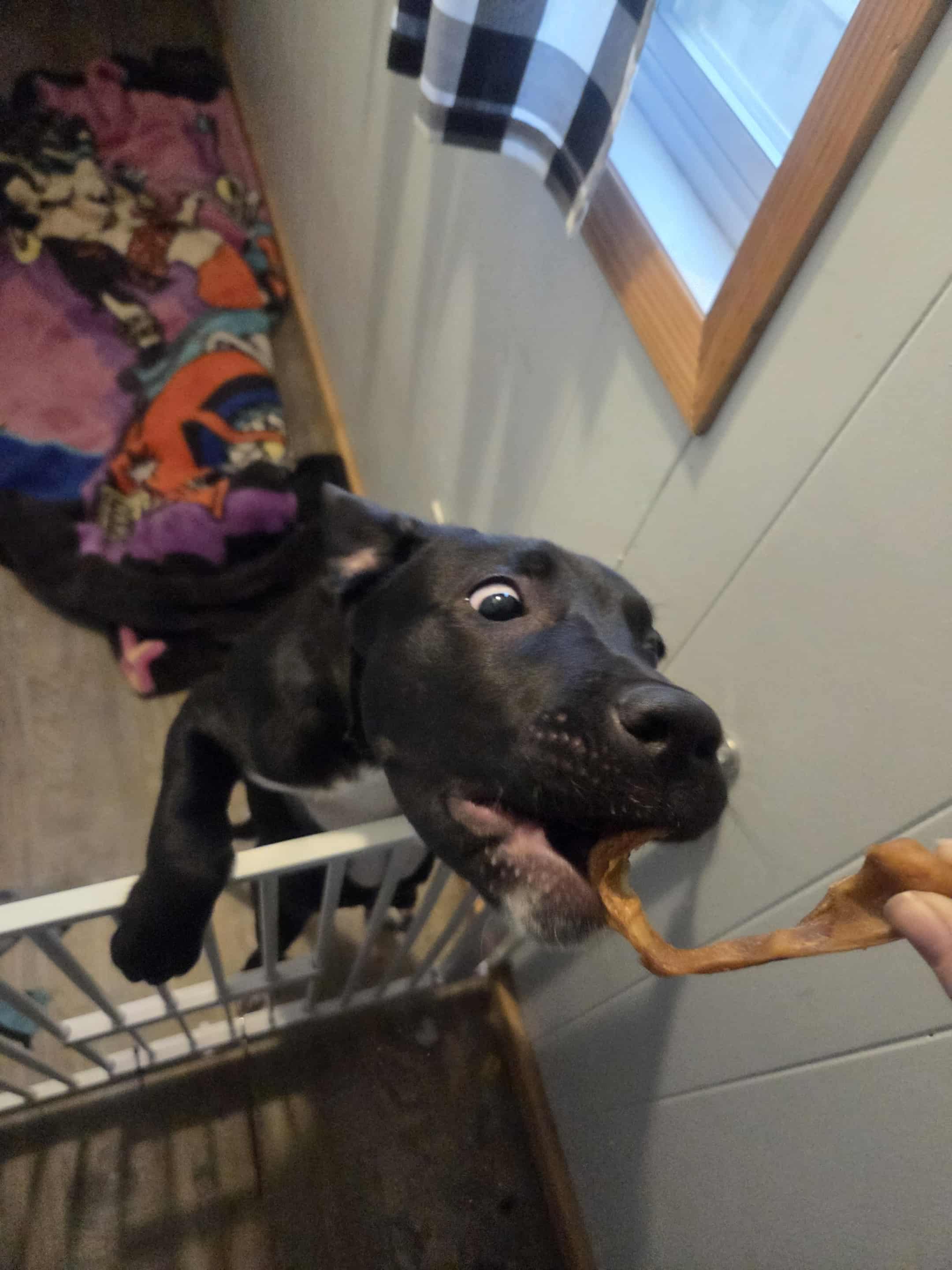 Photo of 7 month old Cane Corso X great Pyrenees 