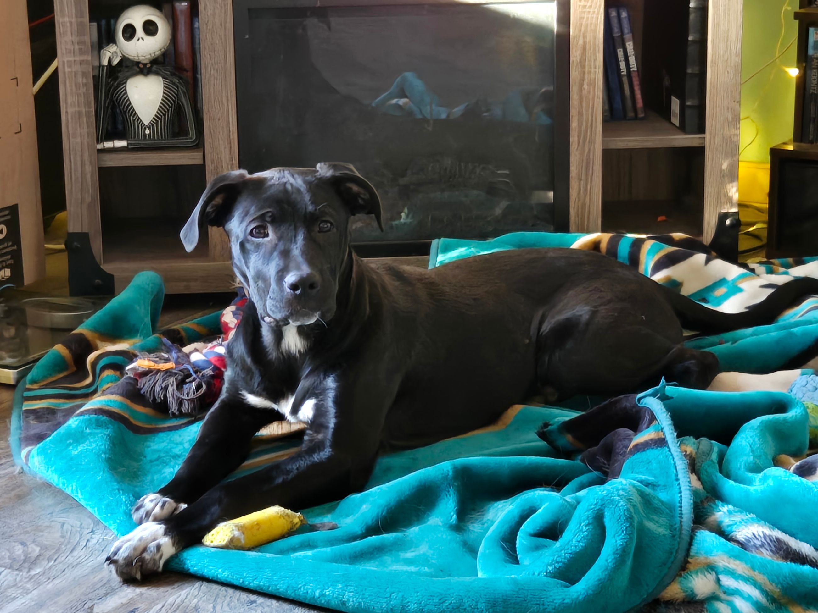 Photo of 7 month old Cane Corso X great Pyrenees 