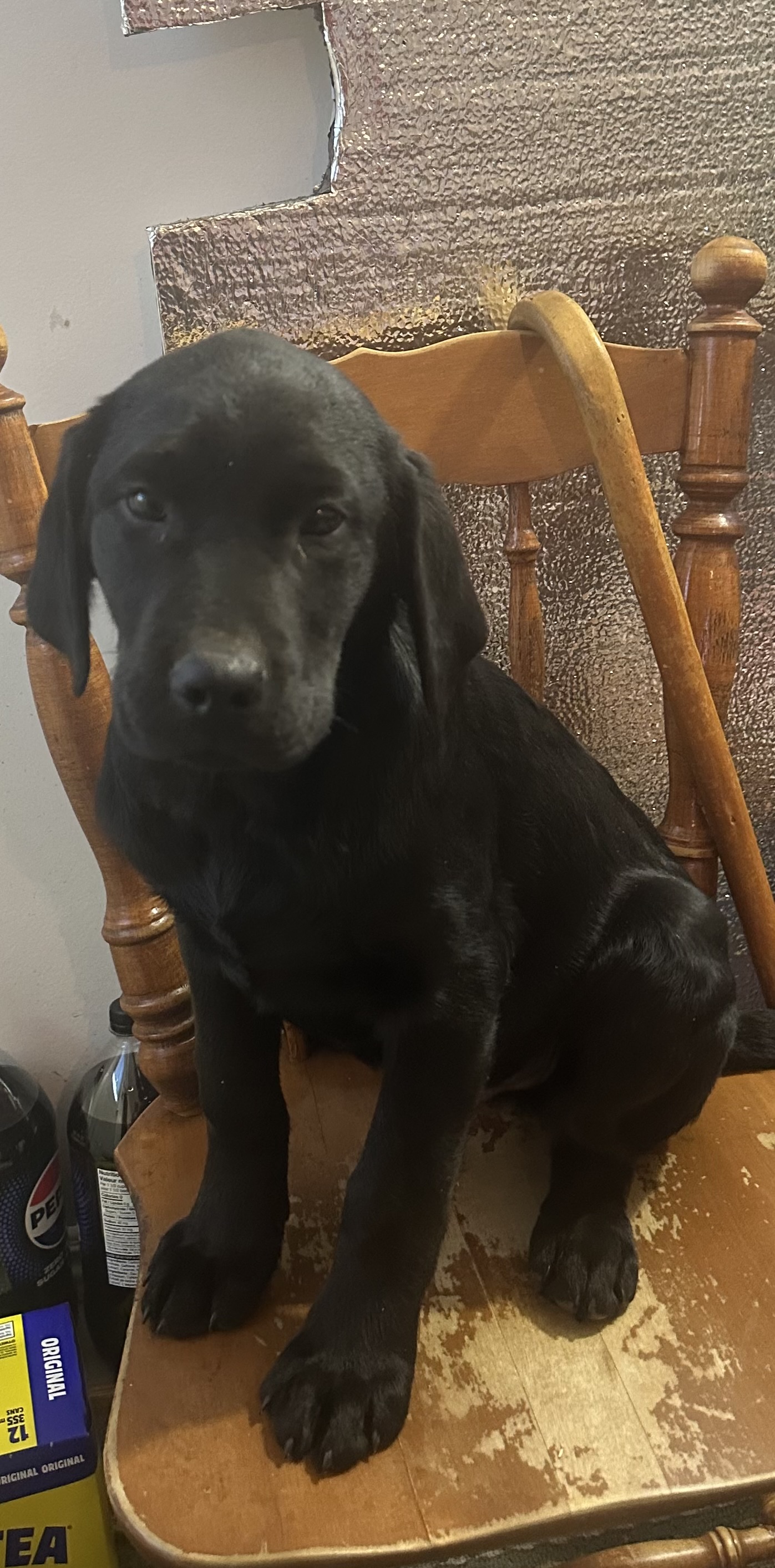 Photo of Black Lab Puppies 