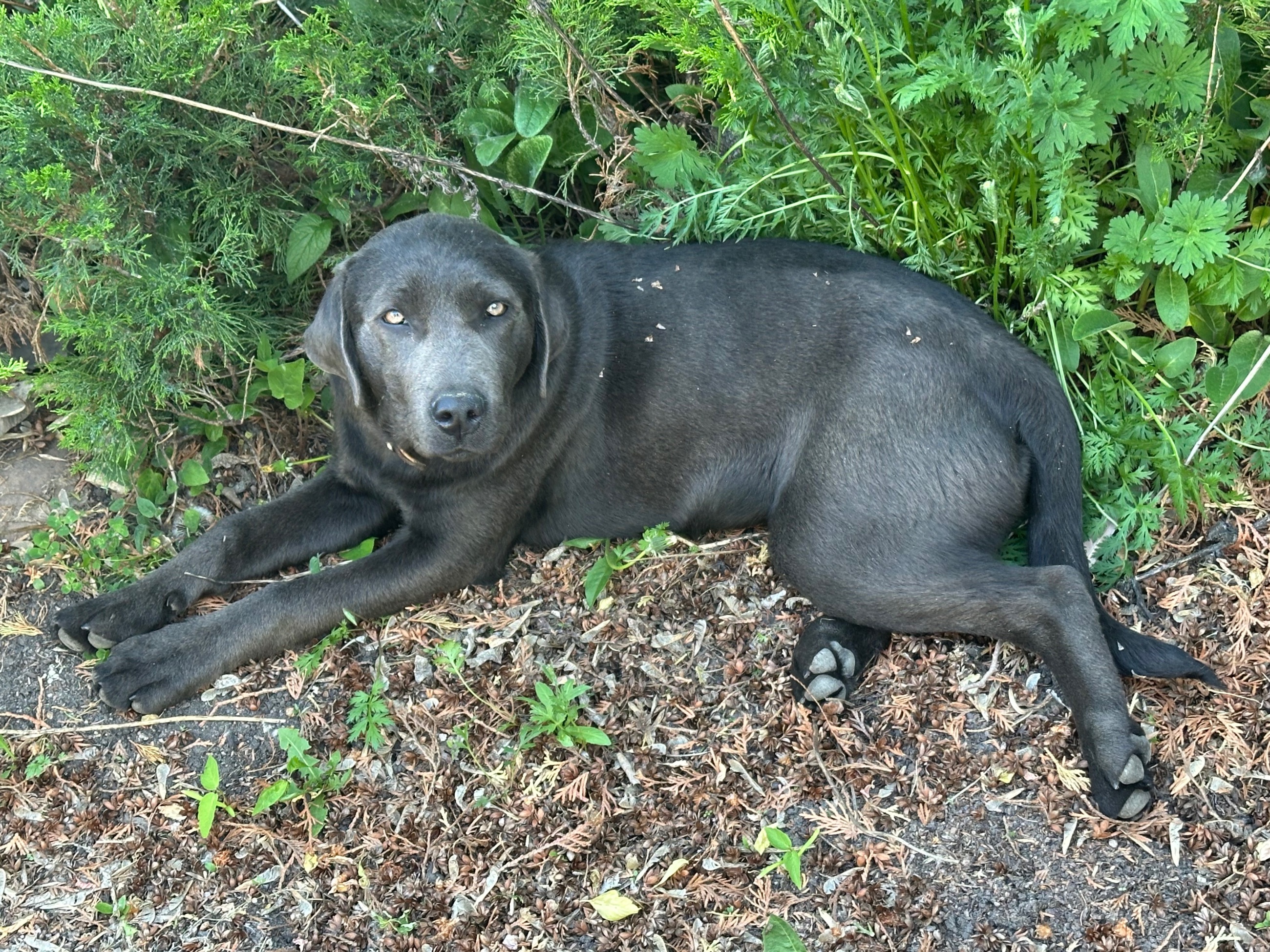 Photo of Black Lab Puppies 