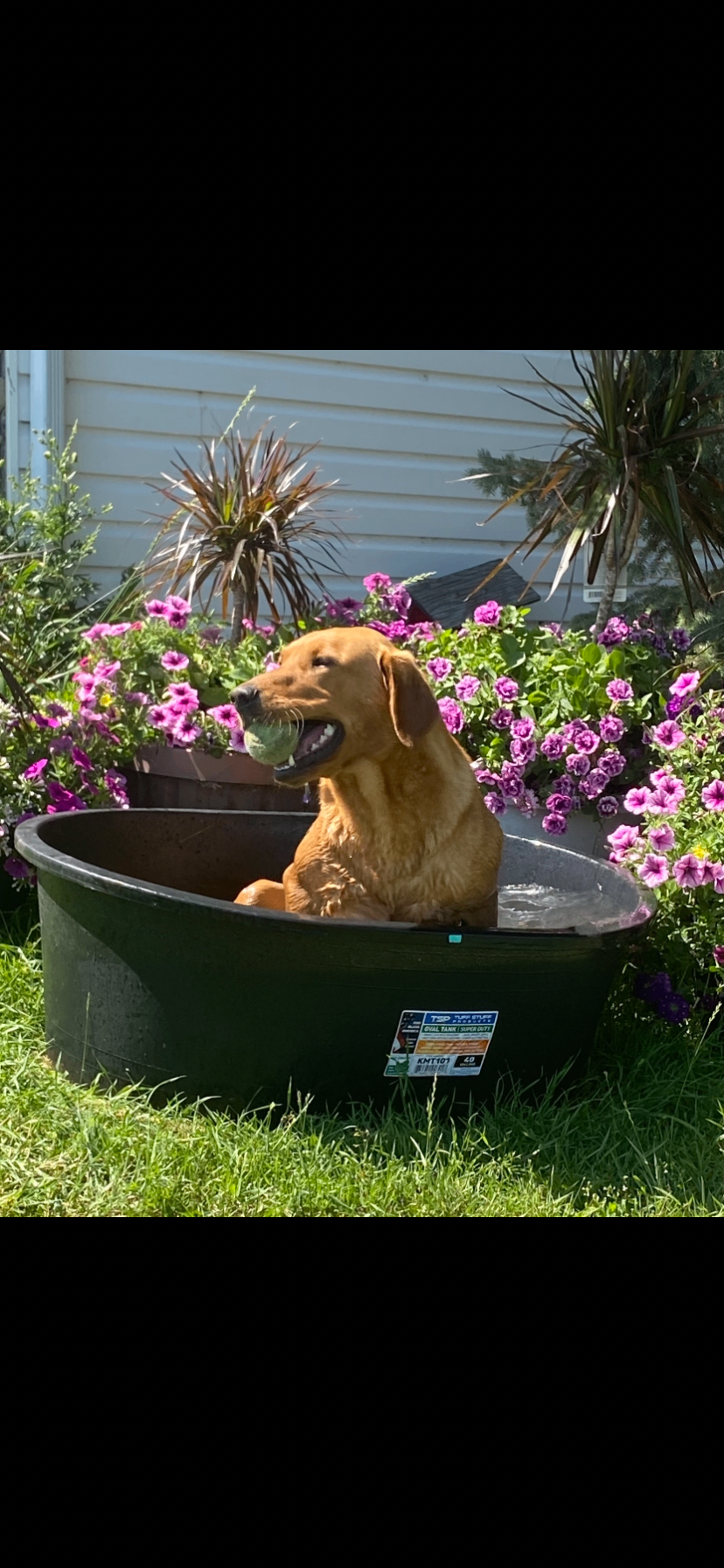 Photo of Black Lab Puppies 
