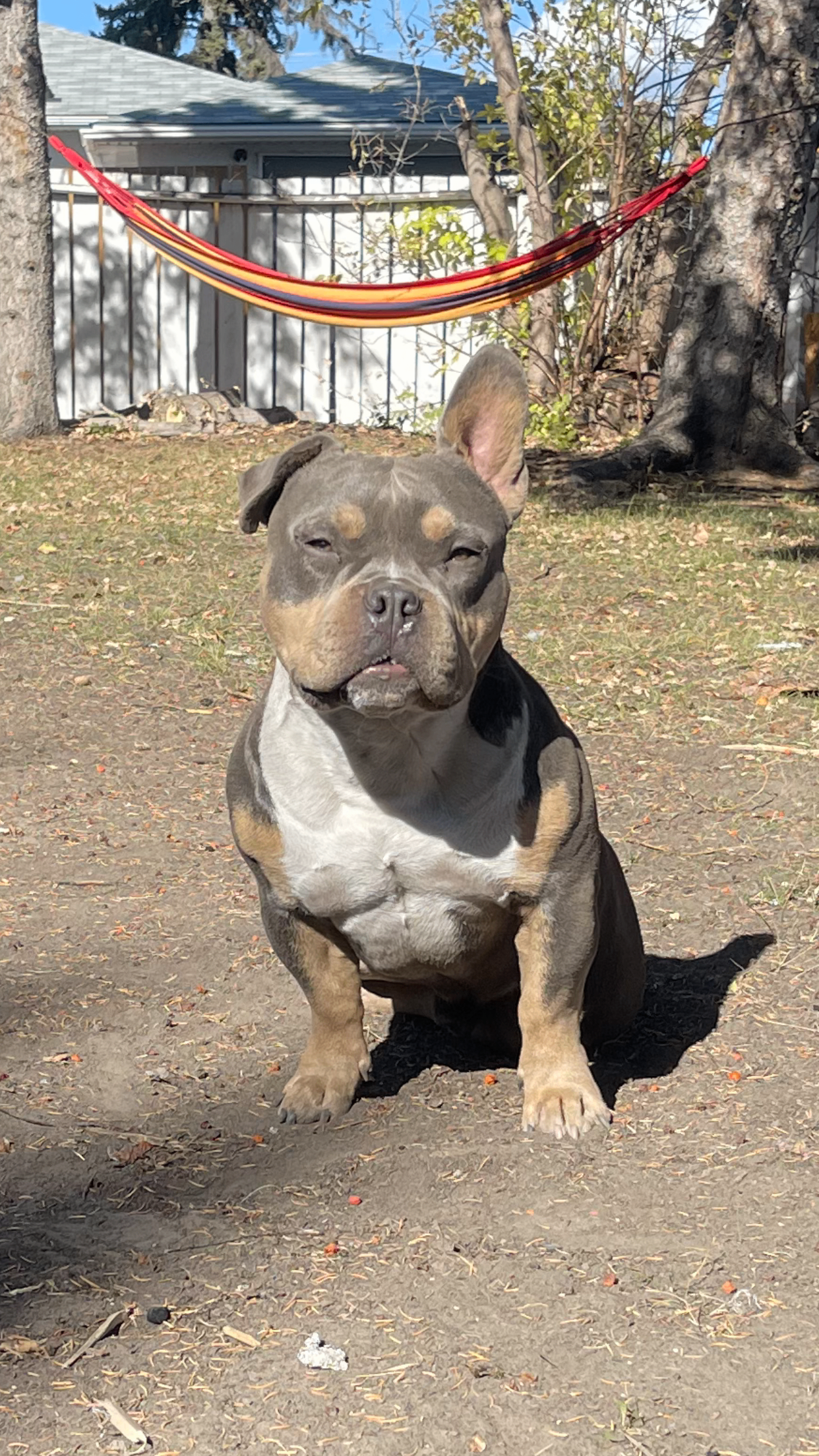 Photo of Pocket American Bully Stud
