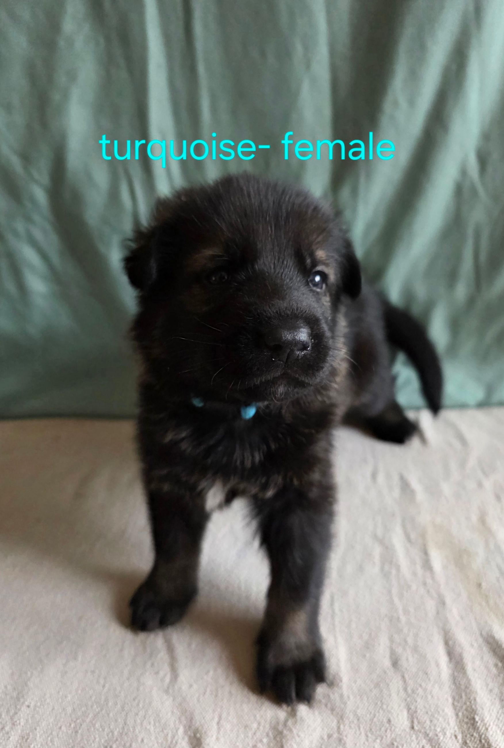 Photo of Shepherd mix puppies