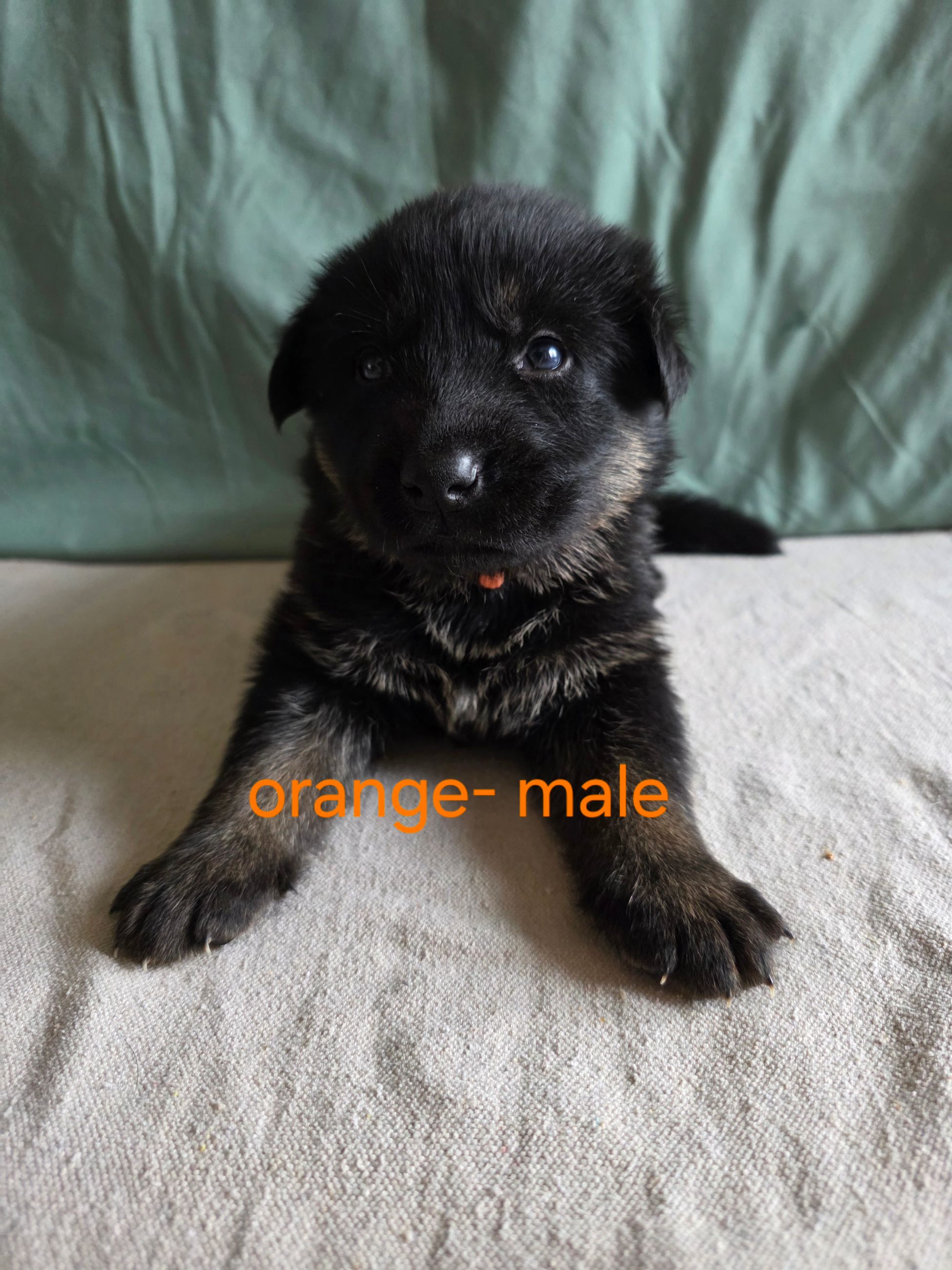 Photo of Shepherd mix puppies