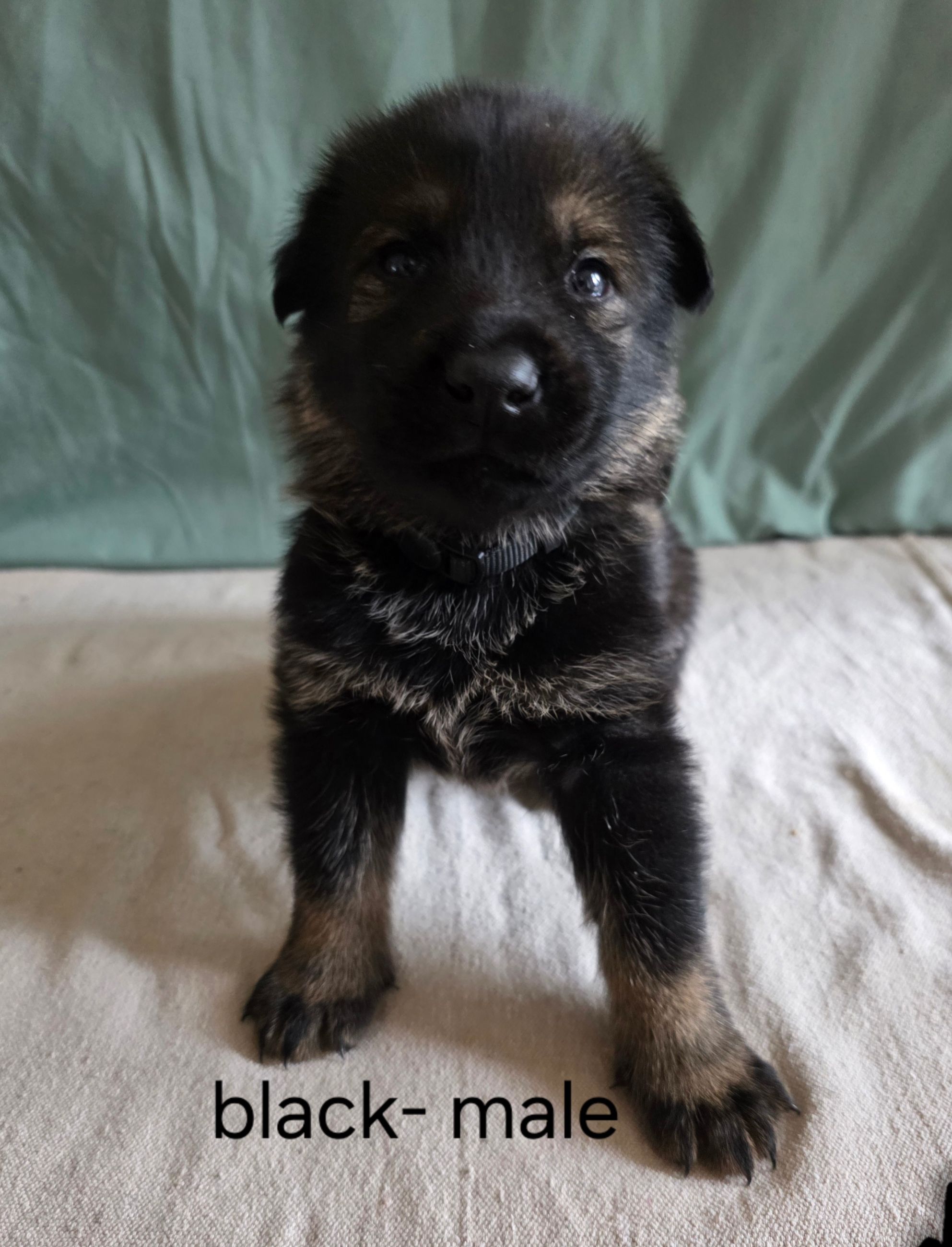Photo of Shepherd mix puppies