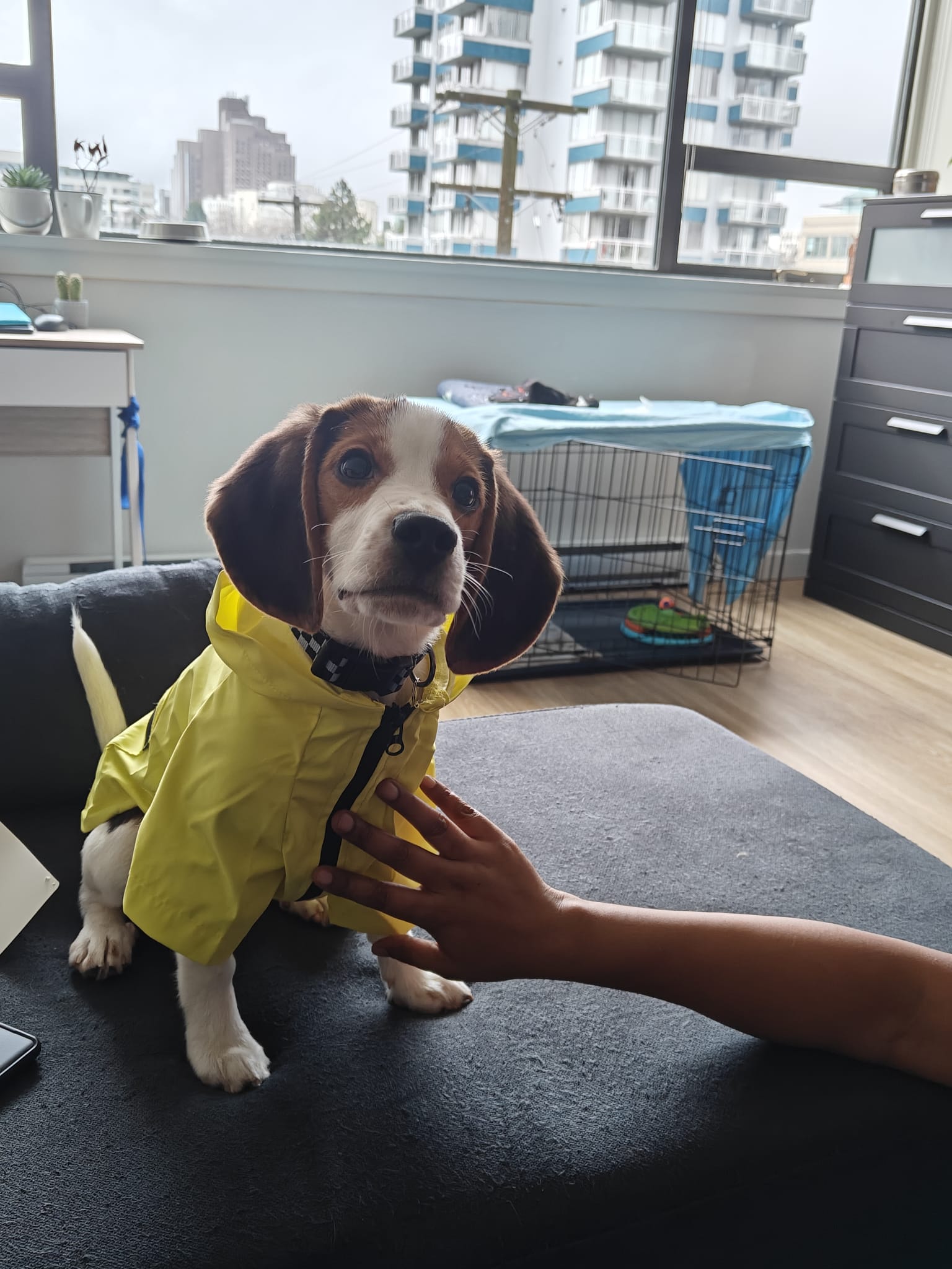 Photo of Beagle Puppy – Loving Home Wanted 🐾