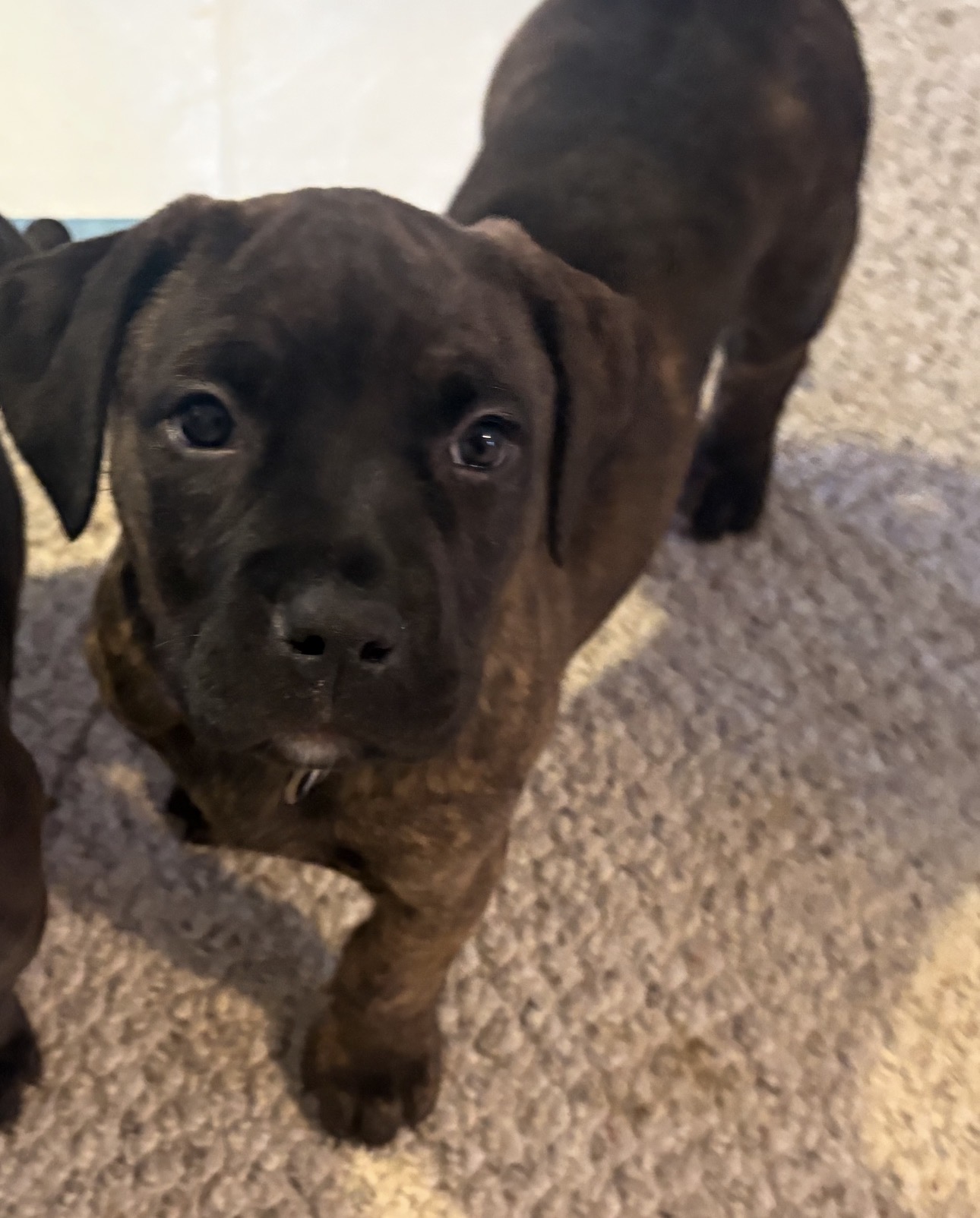 Photo of Super Dee Duper Cute American Staffordshire Bully Pups!!