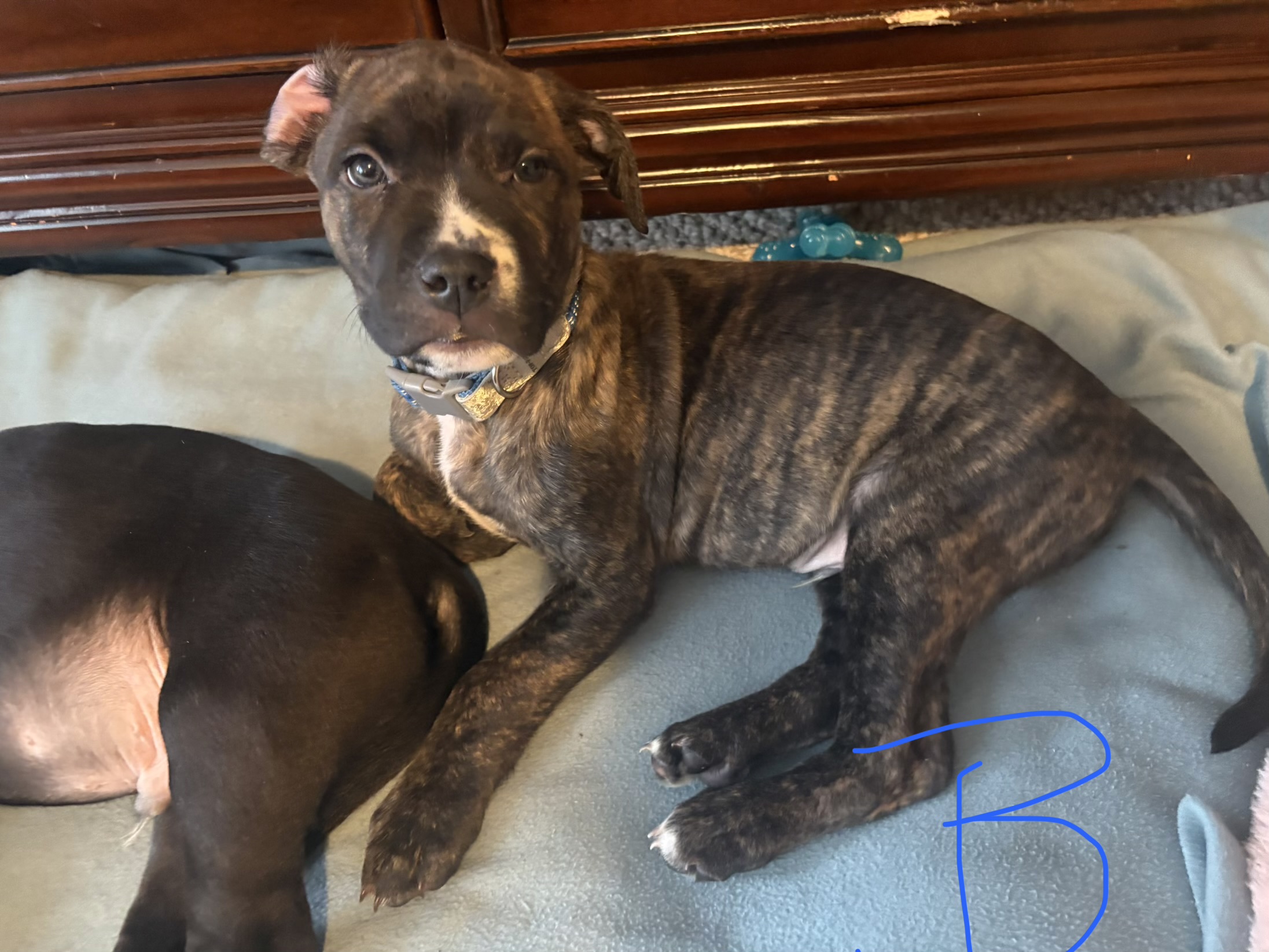 Photo of Super Dee Duper Cute American Staffordshire Bully Pups!!
